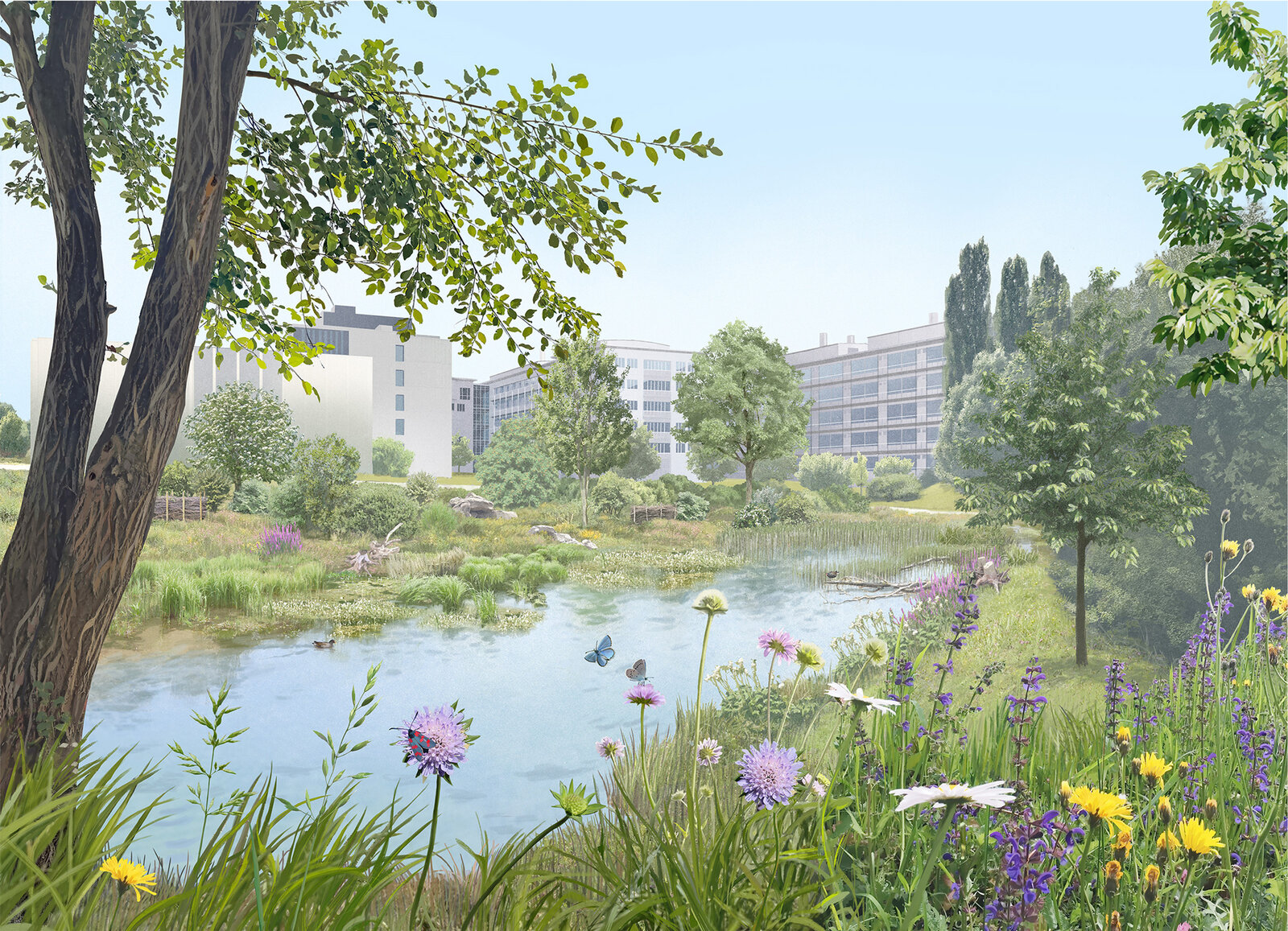 oculus-illustration-architektur-visualisierung-biodiversitaet-irchelpark-weiheranlage