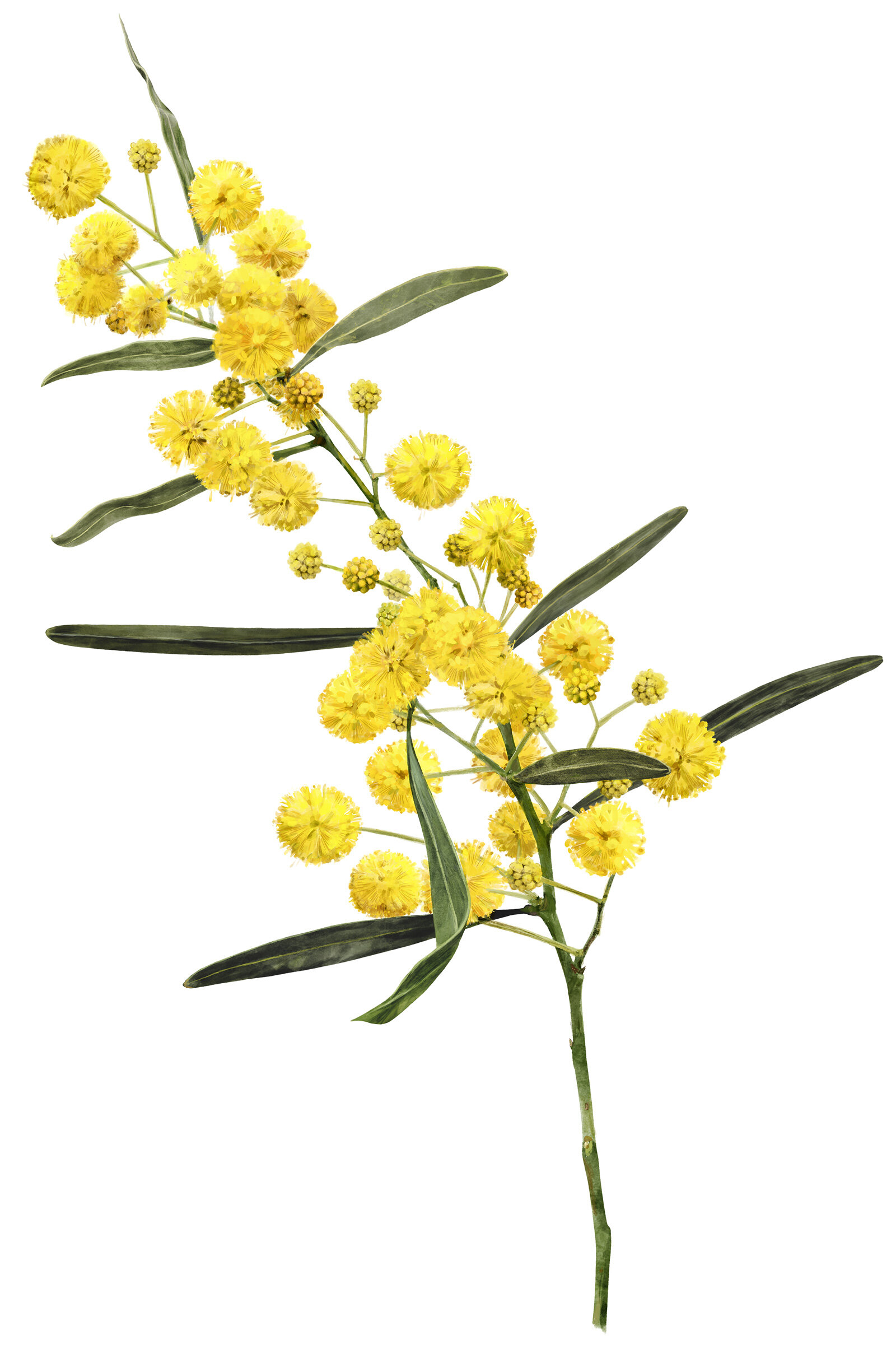 oculus-illustration-botanische-zeichnung-heilpflanze-akazienfaserbluete