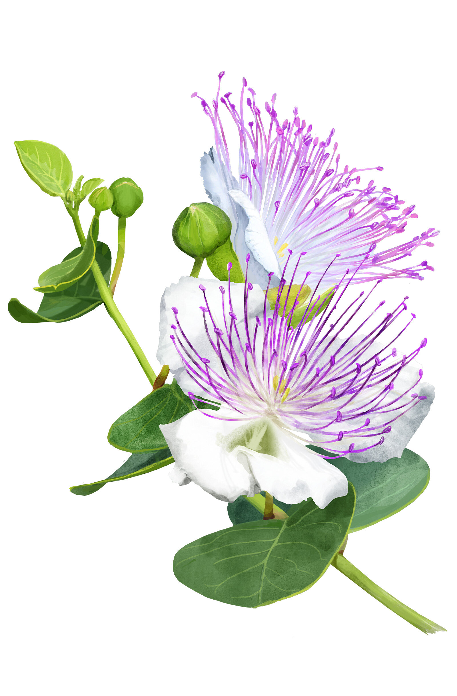 oculus-illustration-botanische-zeichnung-heilpflanze-kapernbluete