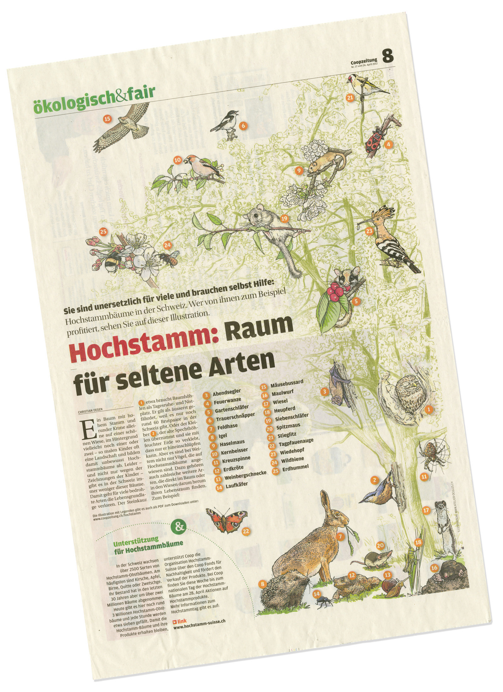 oculus-illustration-coop-hochstammbaum-infografik-02