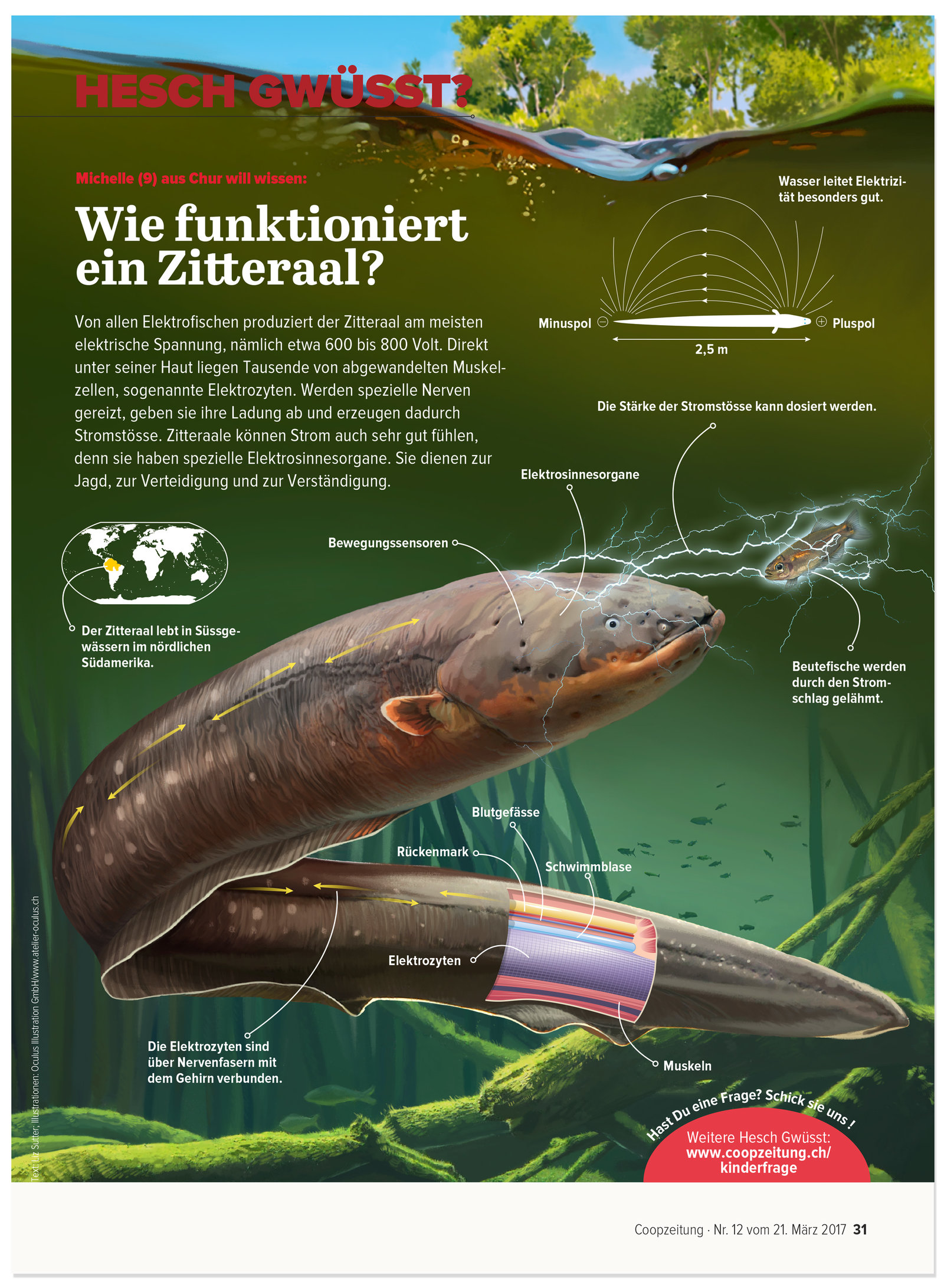 oculus-illustration-coopzeitung-hesch-gwuesst-zitteraal