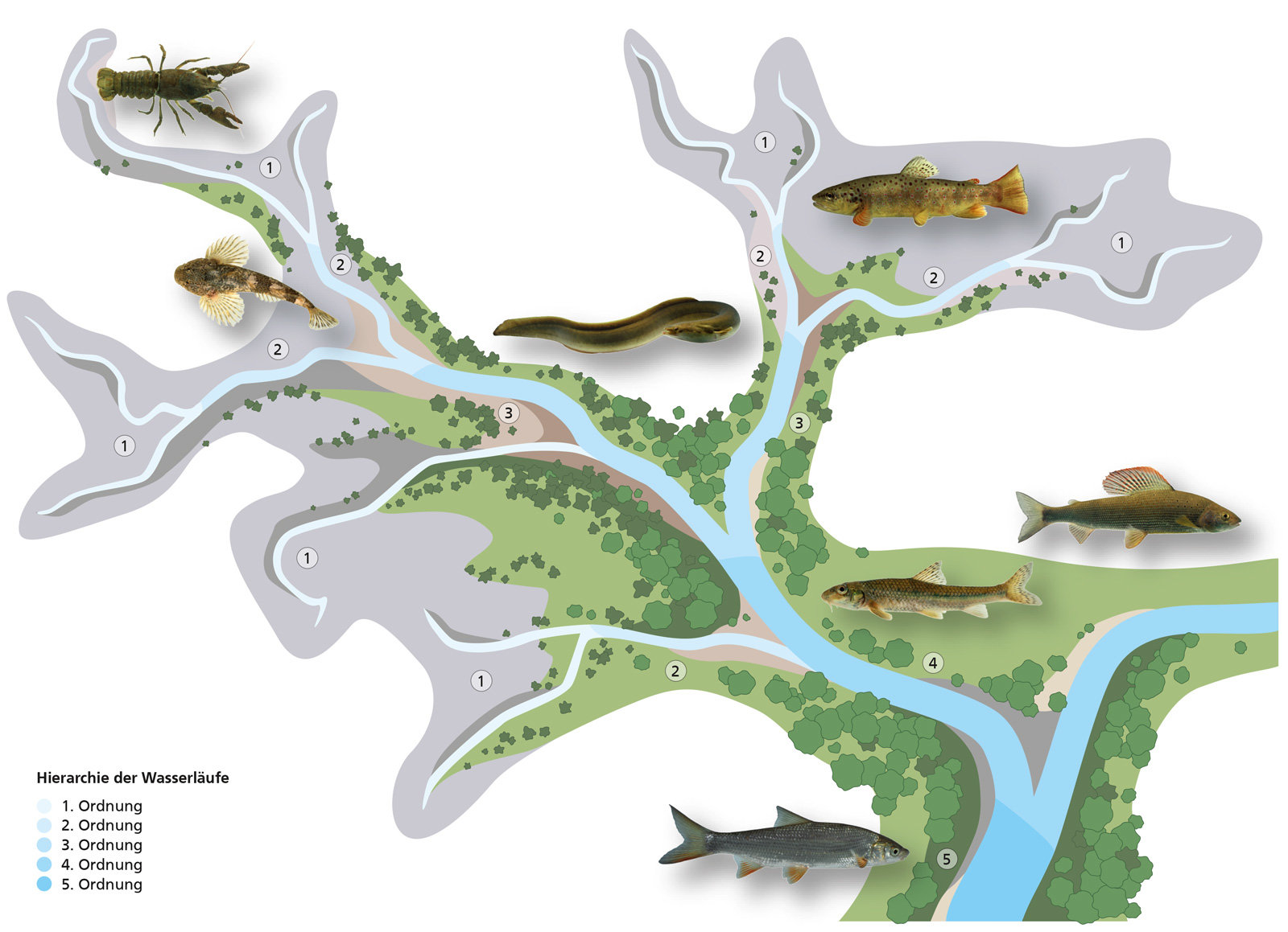 oculus-illustration-flussordnung-fische