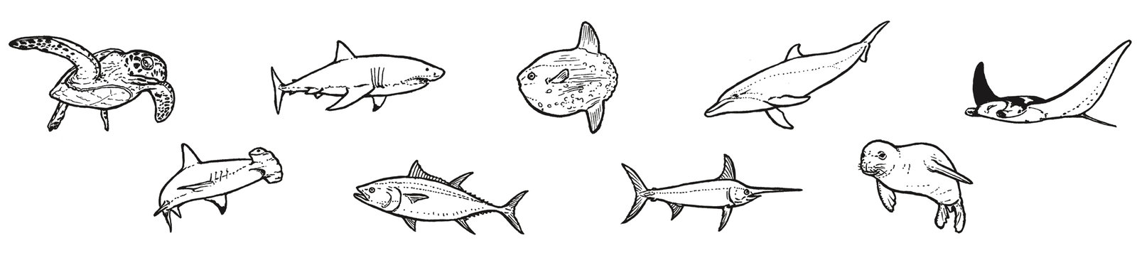 oculus-illustration-greenpeace-infografik-supertrawler-beifang