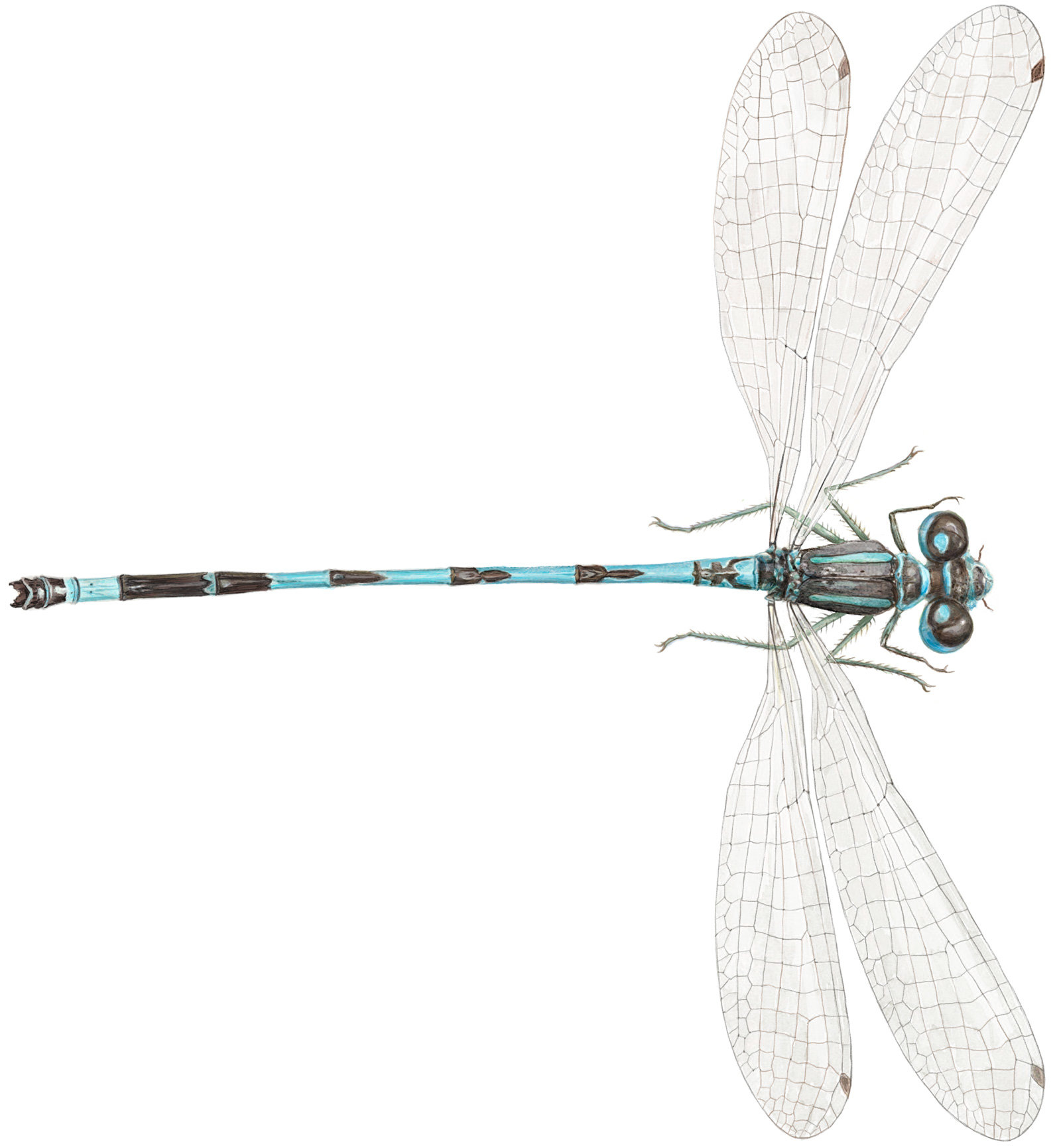 oculus-illustration-helmazurjungfer-coenagrion-mercuriale