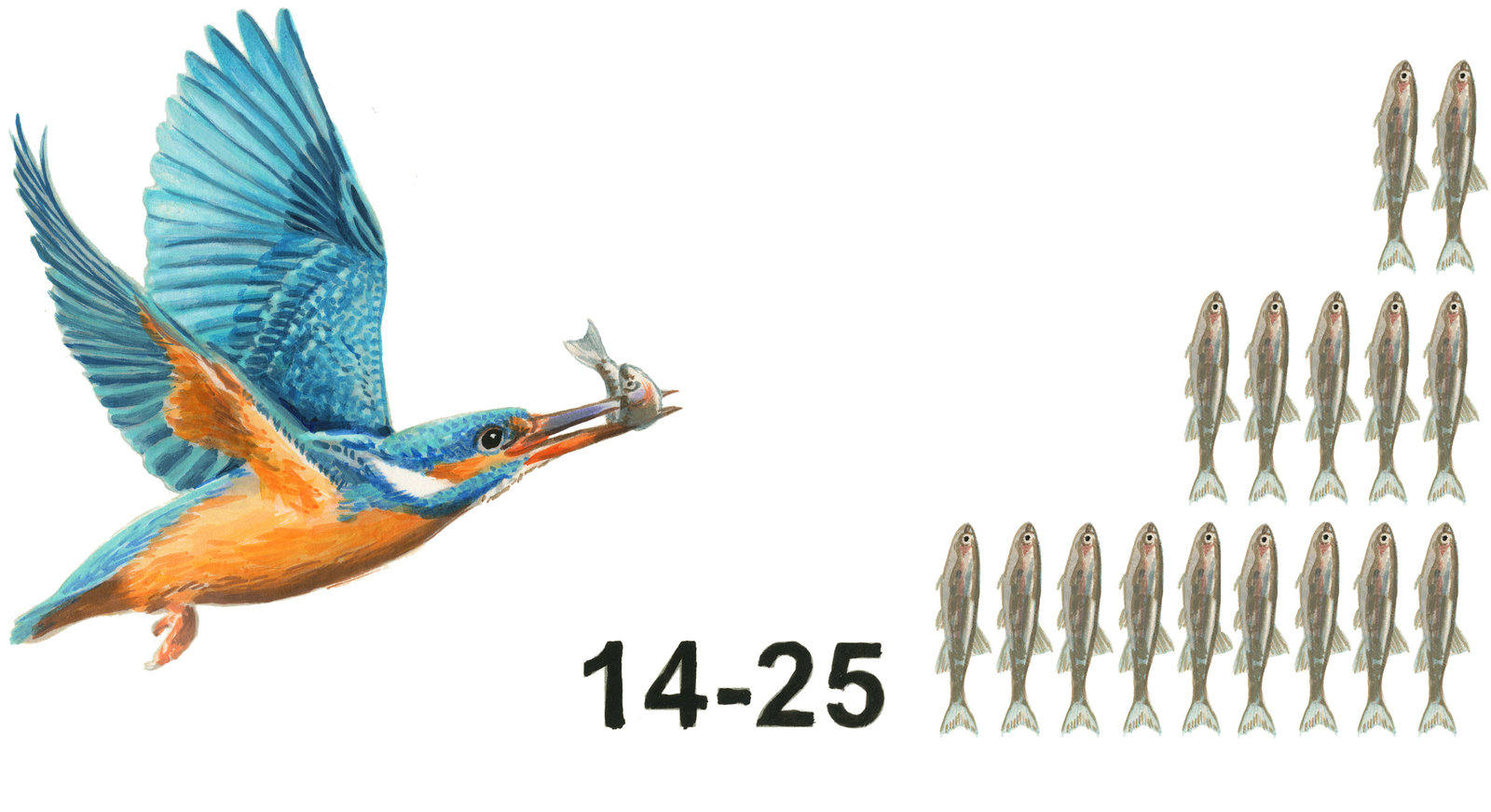 oculus-illustration-infografik-gewaesser-flora-fauna-eisvogel