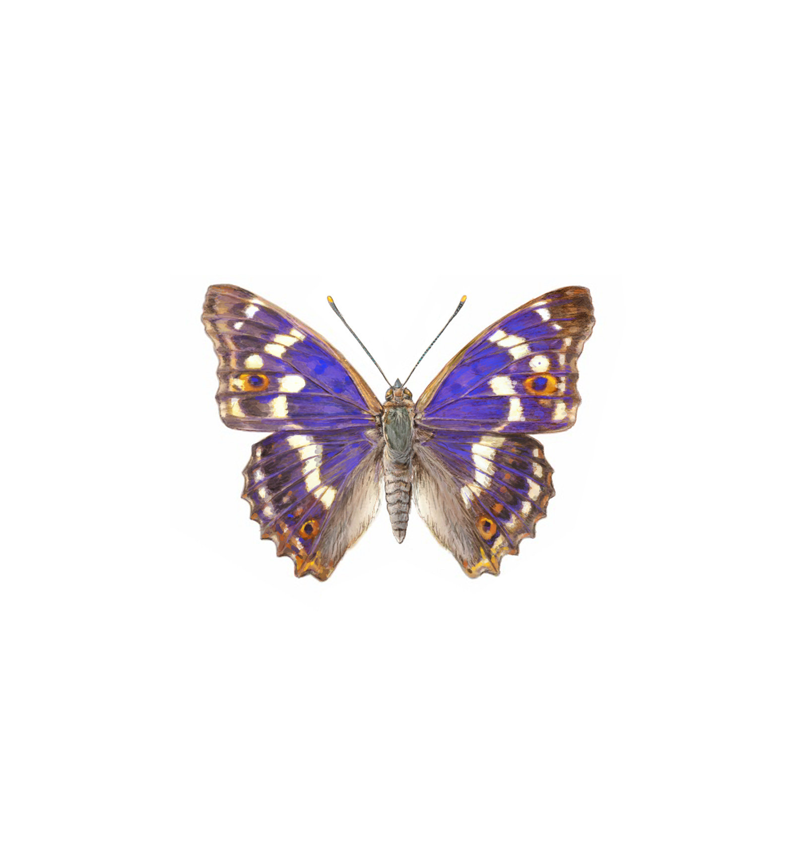 oculus-illustration-kleiner-schillerfalter-apatura-ilia