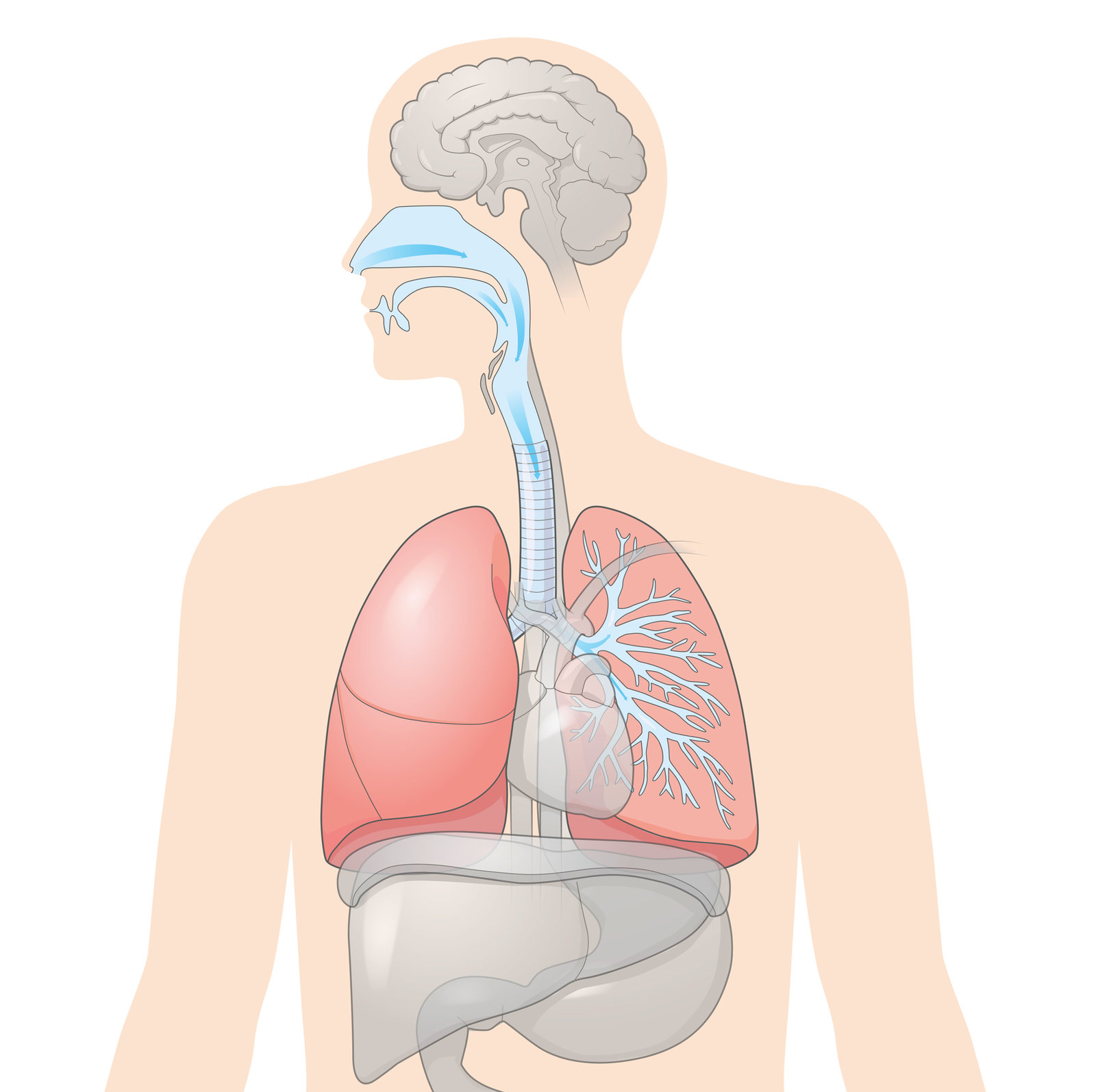 oculus-illustration-lehrmittel-natur-technik-anatomie