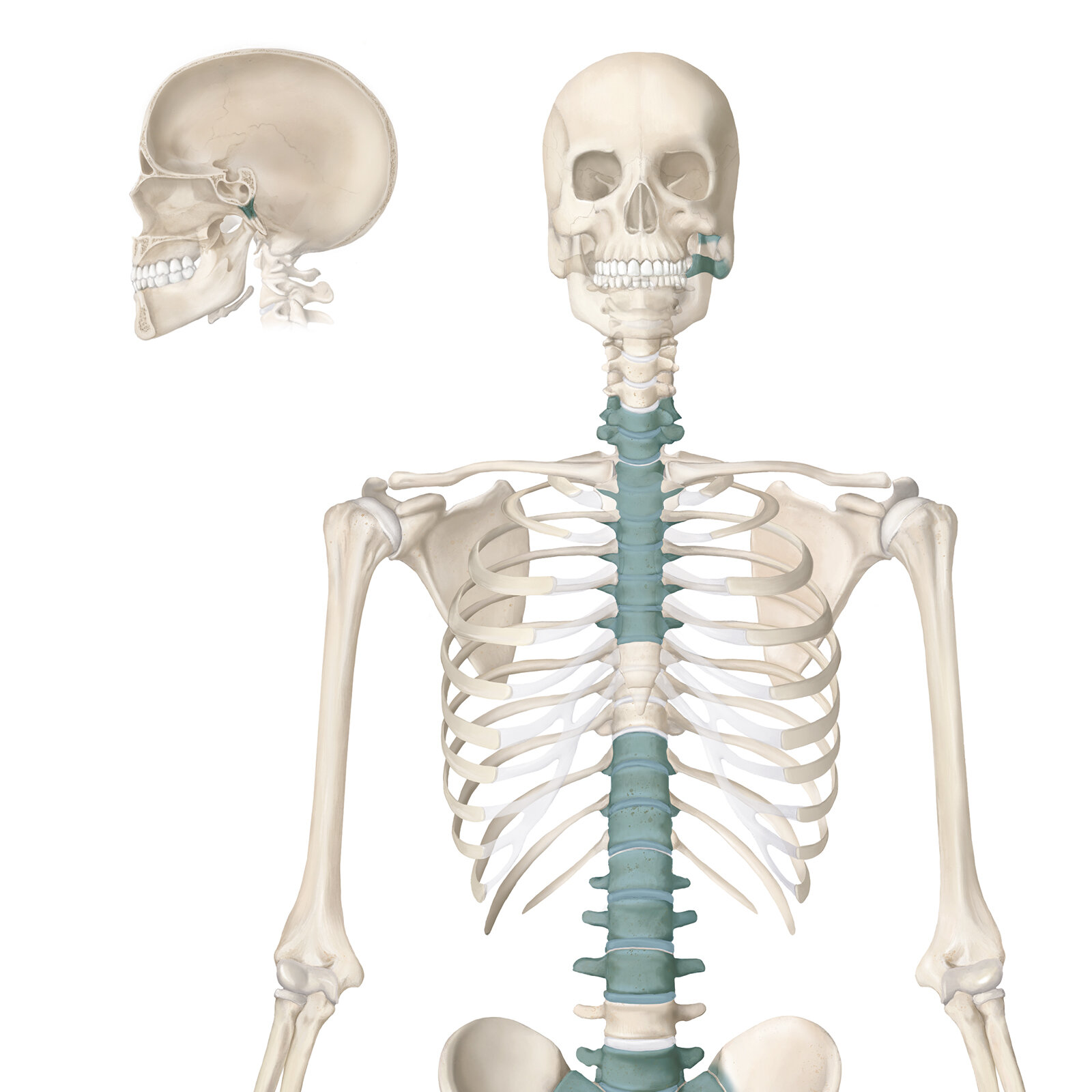 Anatomische illustrationen