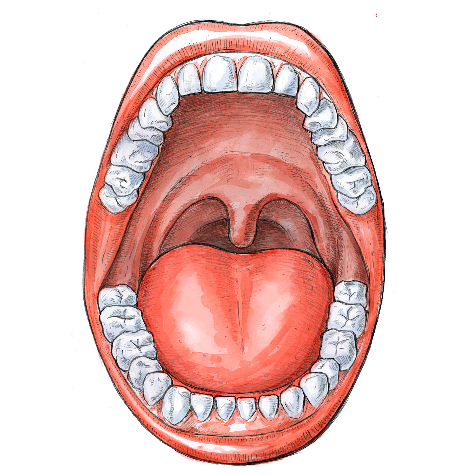 Anatomische Illustration