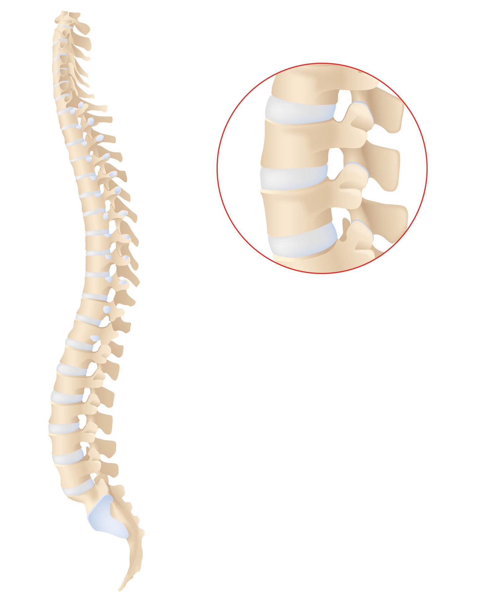 oculus-illustration-medizin-gelenkchirurgie-wirbelsaeule