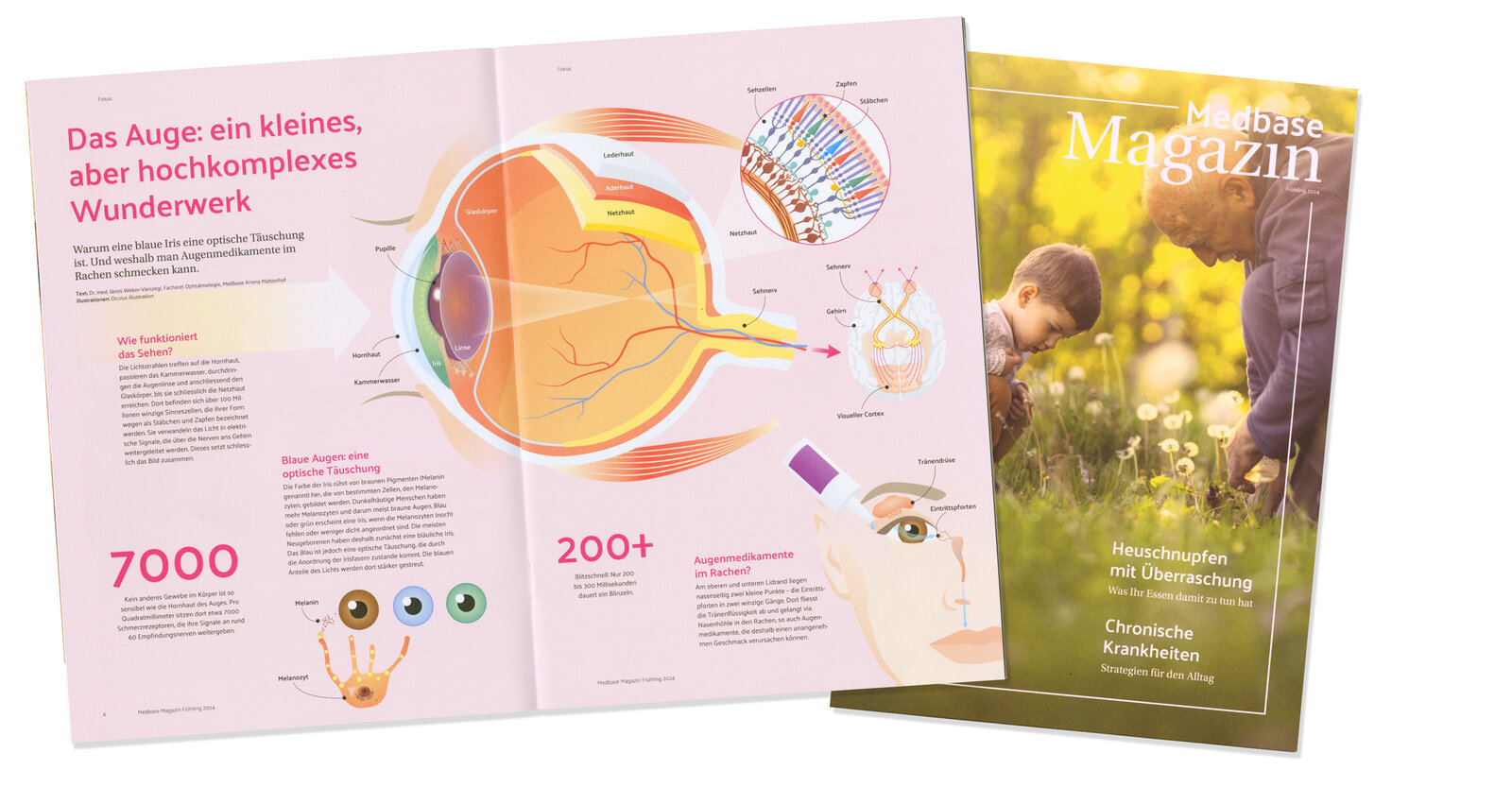 oculus-illustration-medizin-infografik-anatomie-auge-magazin