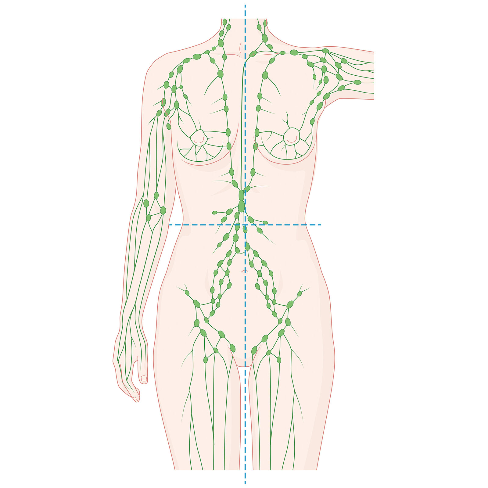 Medizinische Illustration