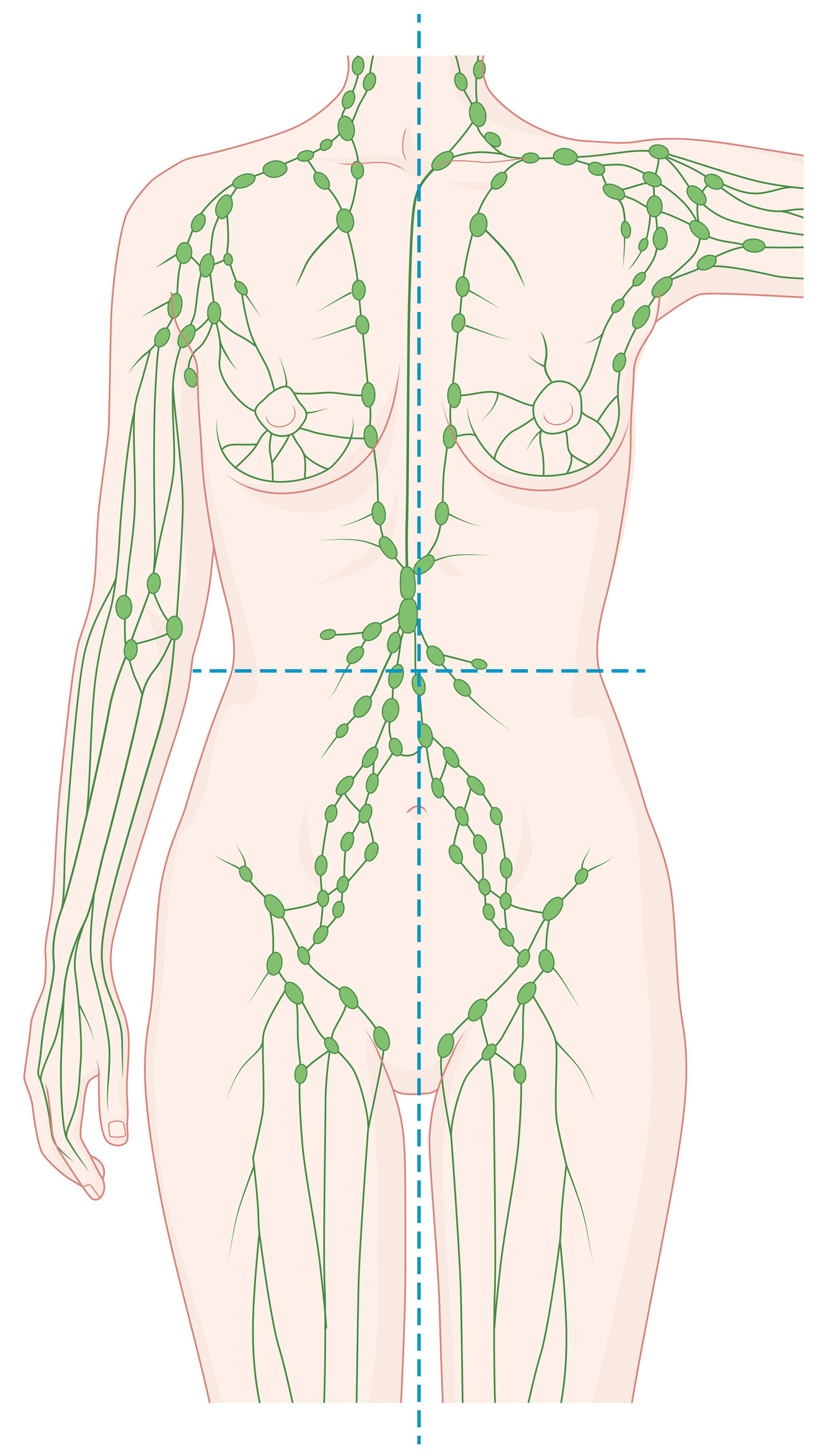 oculus-illustration-medizin-lymphchirurgie-lymphoedem-lymphsystem