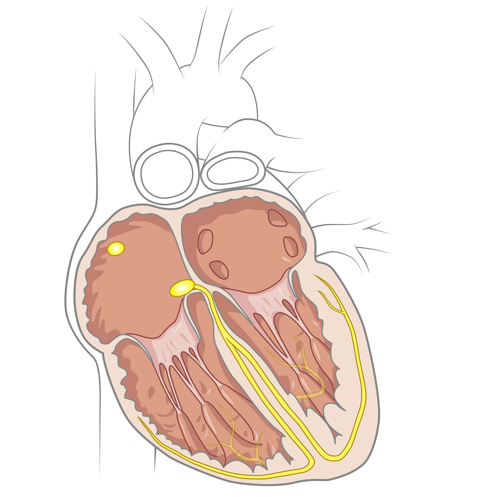 Kardiologie
