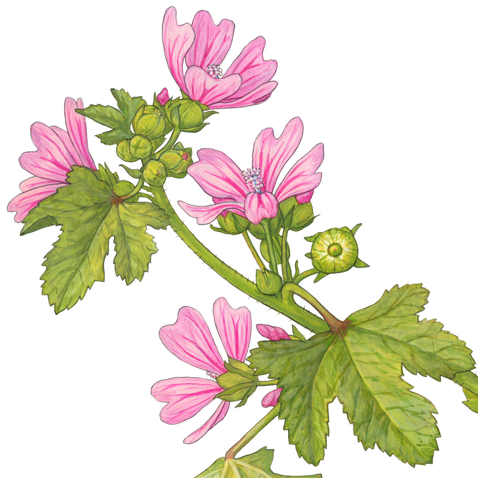 Botanische Illustrationen