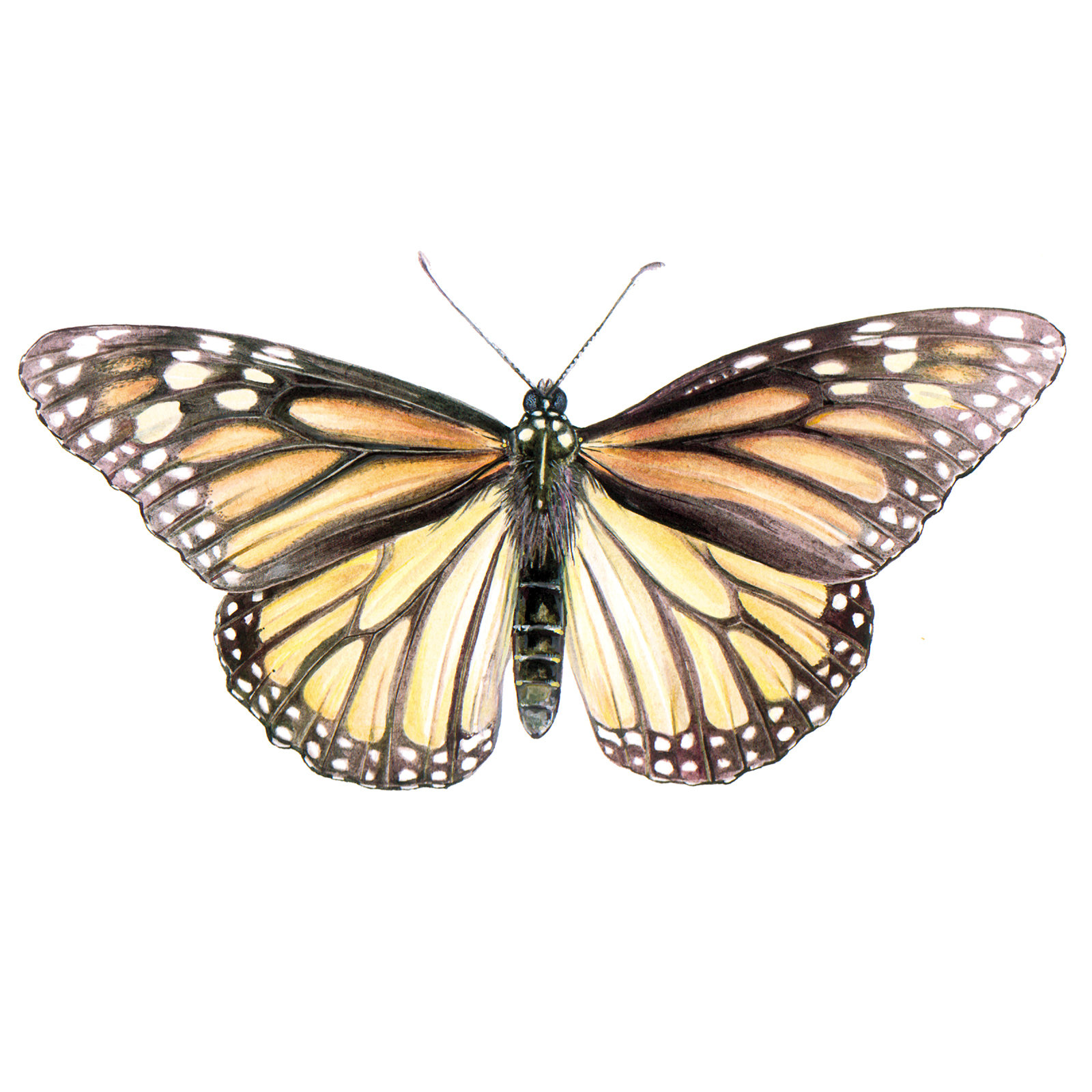 Wissenschaftliche Illustration Insekten