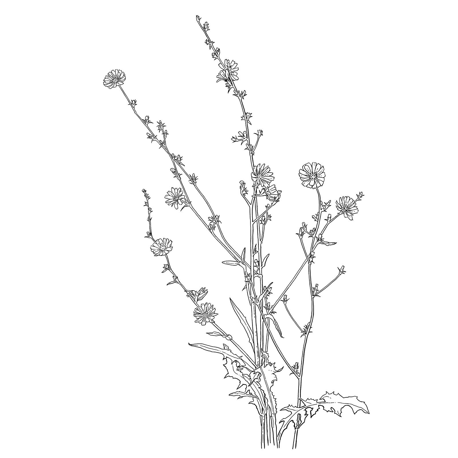 Botanische Illustrationen