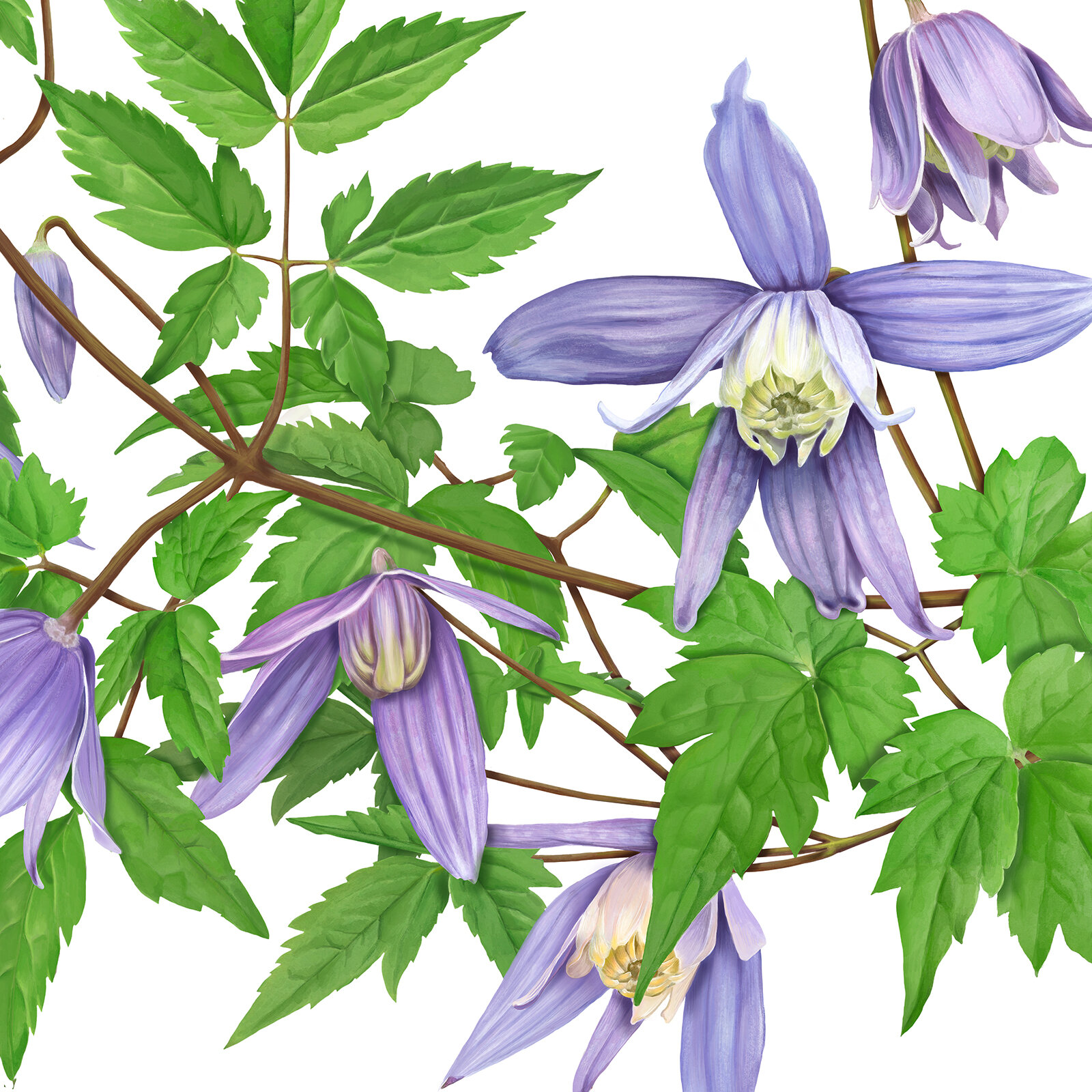 Pflanzenillustration