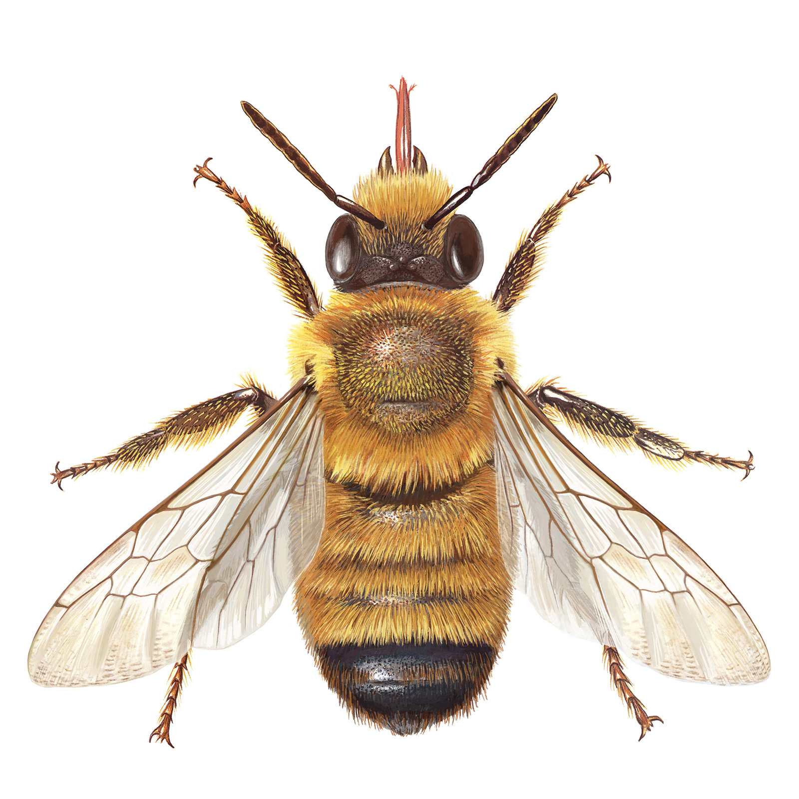 Wissenschaftliche Illustration Insekten