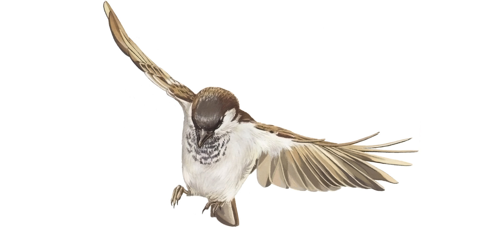 oculus-illustration-nuance-broschuere-spatz-fliegend