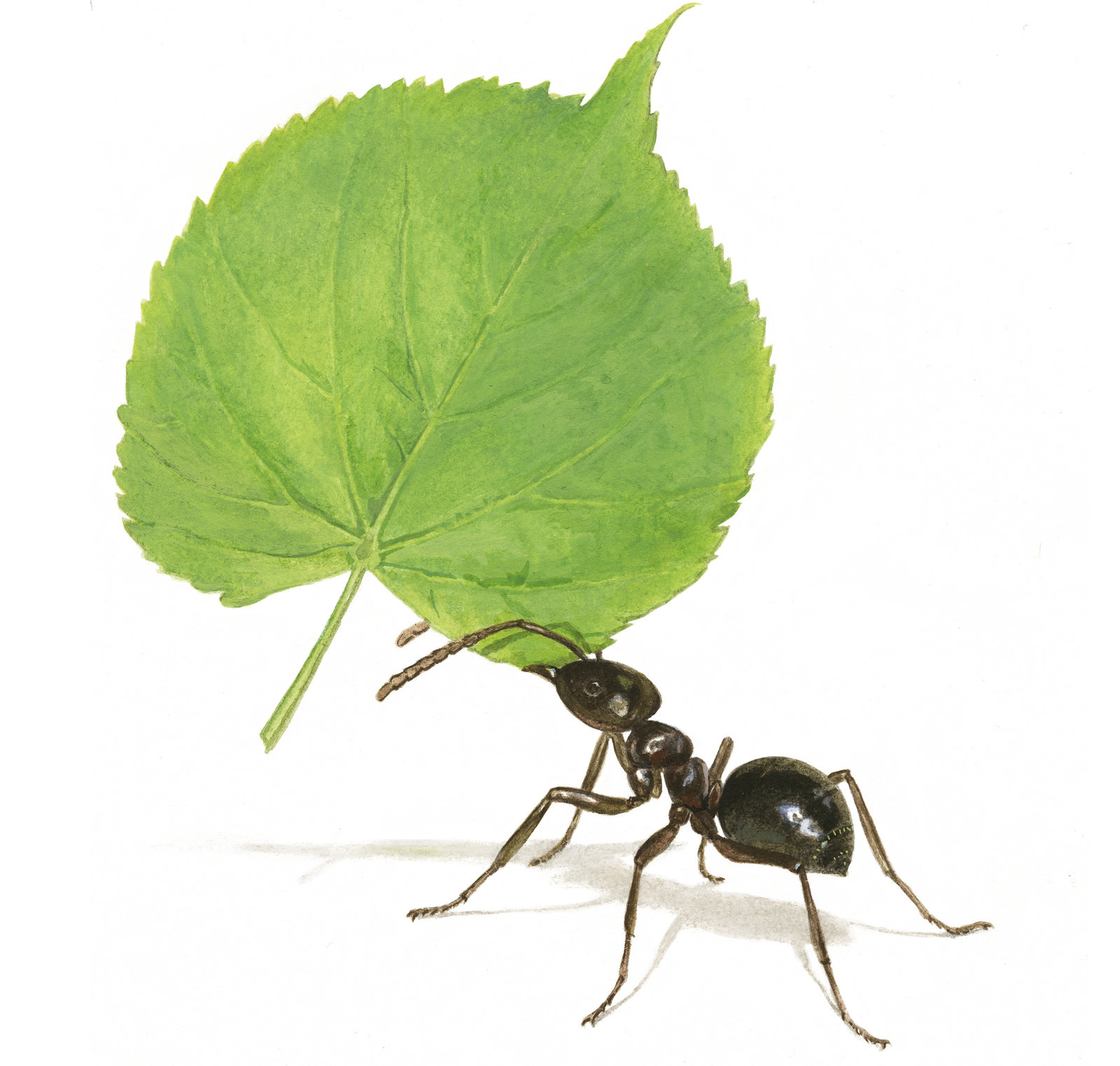 oculus-illustration-pax-broschuere-ameise-blatt