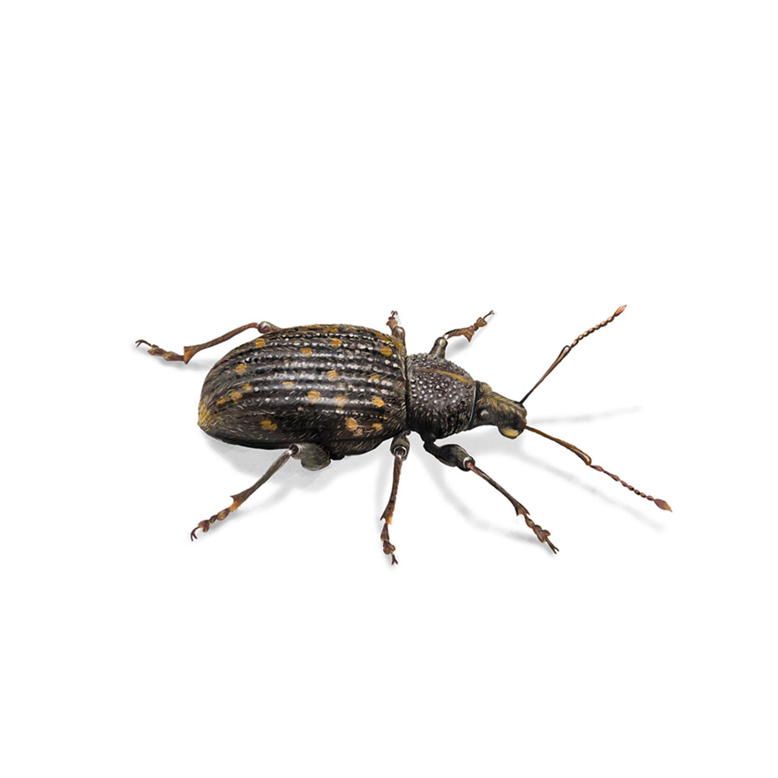 Insekten