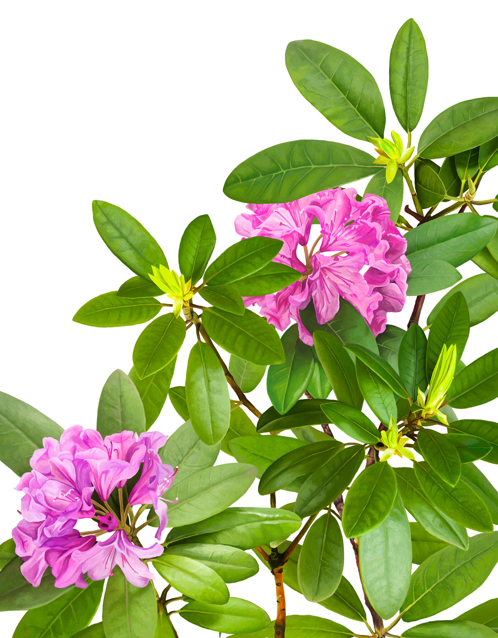 oculus-illustration-pflanzenillustration-hauert-verpackungsdesign-rhododendron