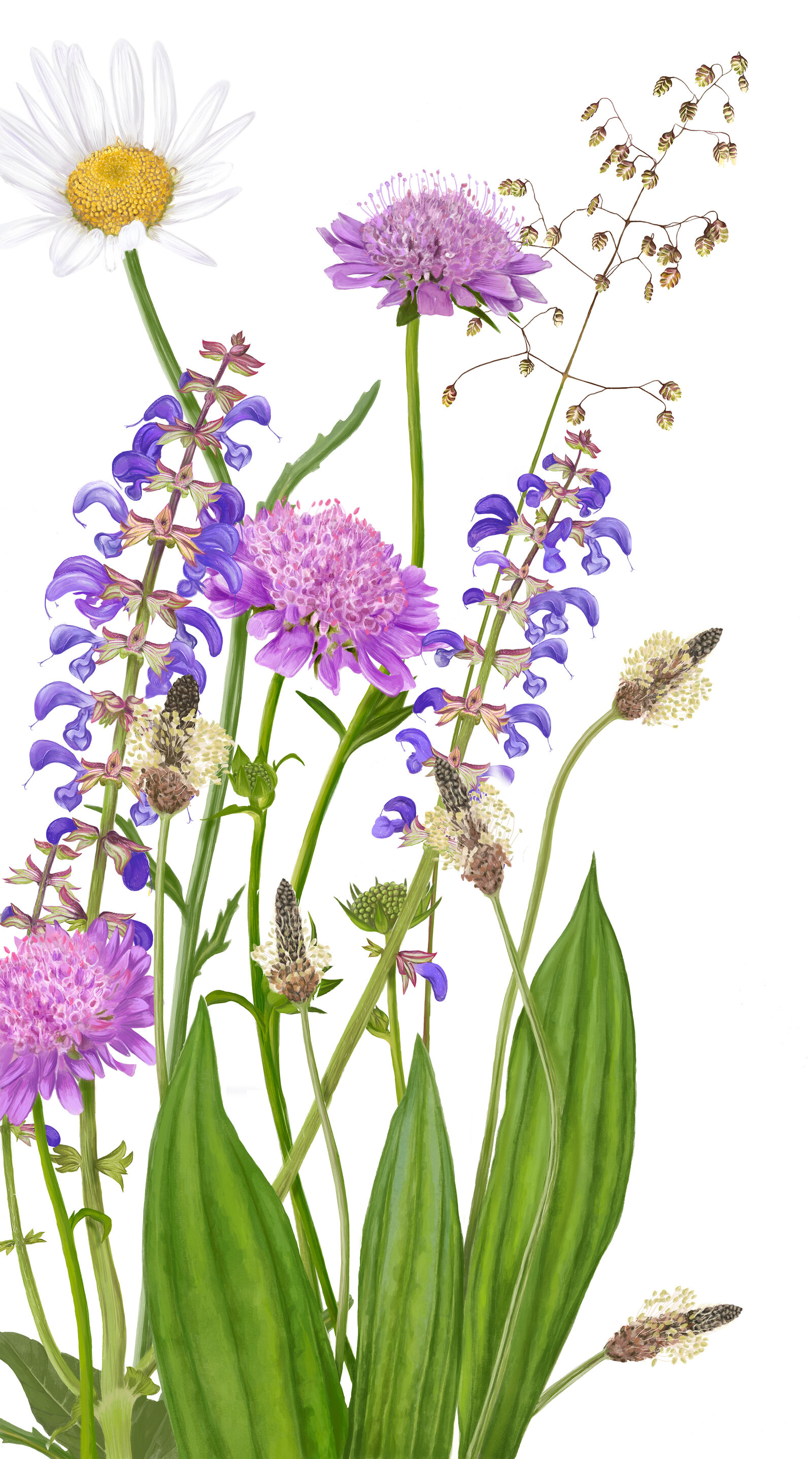 oculus-illustration-pflanzenillustration-hauert-verpackungsdesign-wildblumen-1