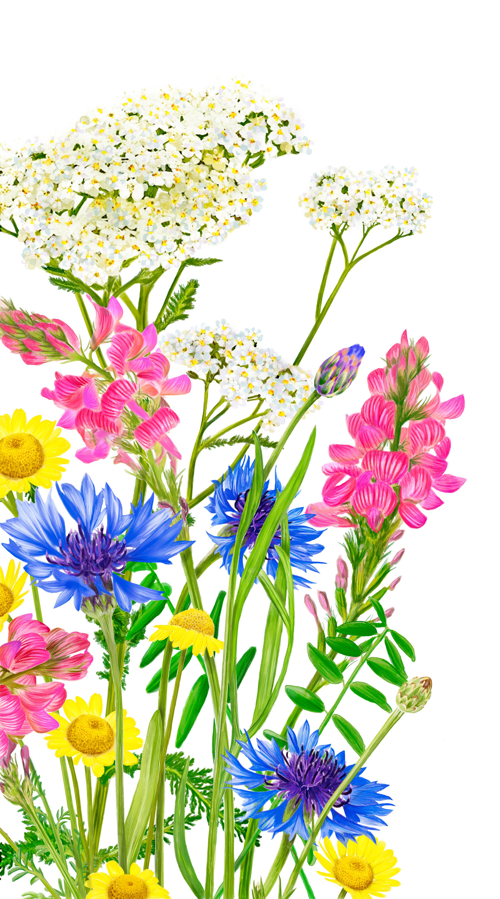oculus-illustration-pflanzenillustration-hauert-verpackungsdesign-wildblumen-2