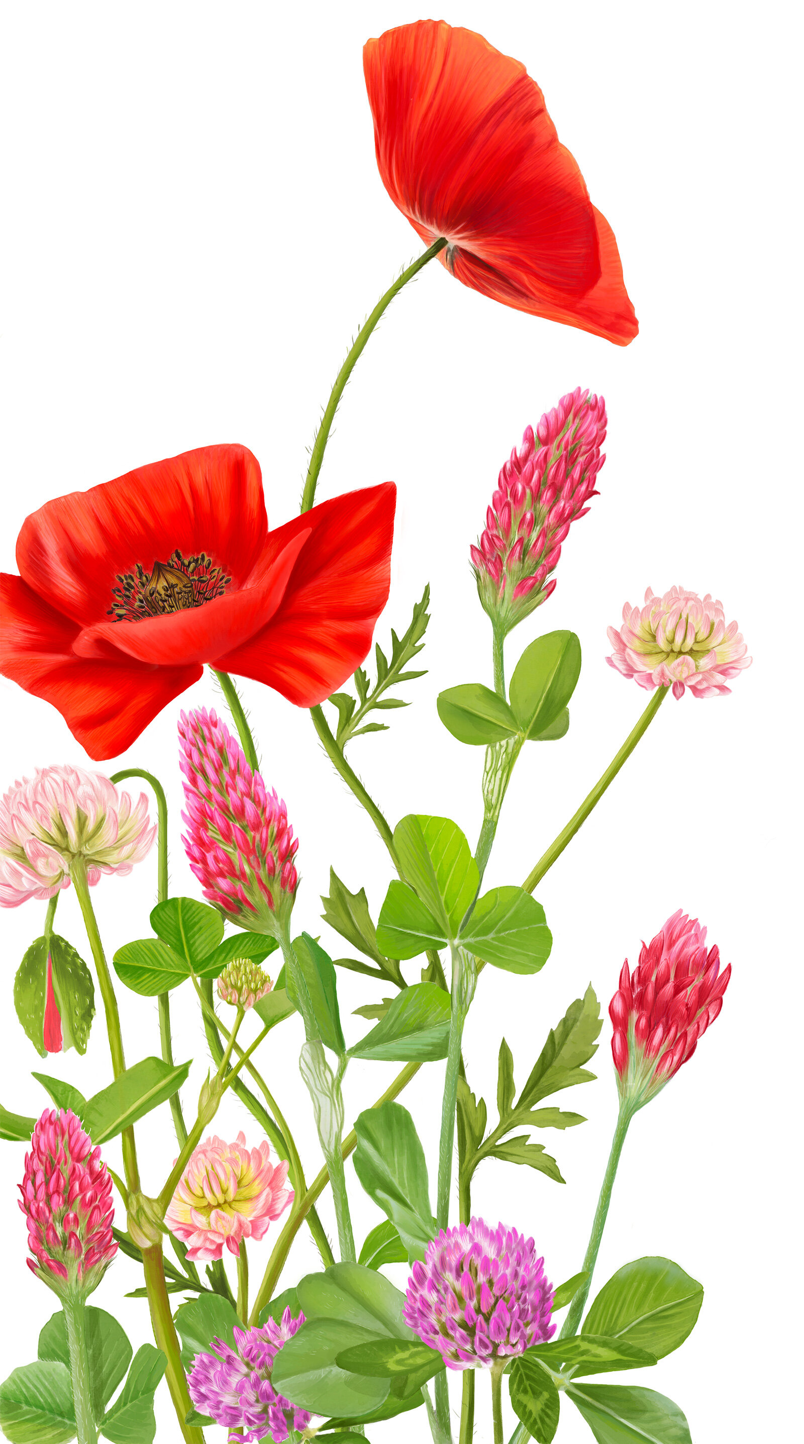 oculus-illustration-pflanzenillustration-hauert-verpackungsdesign-wildblumen-3