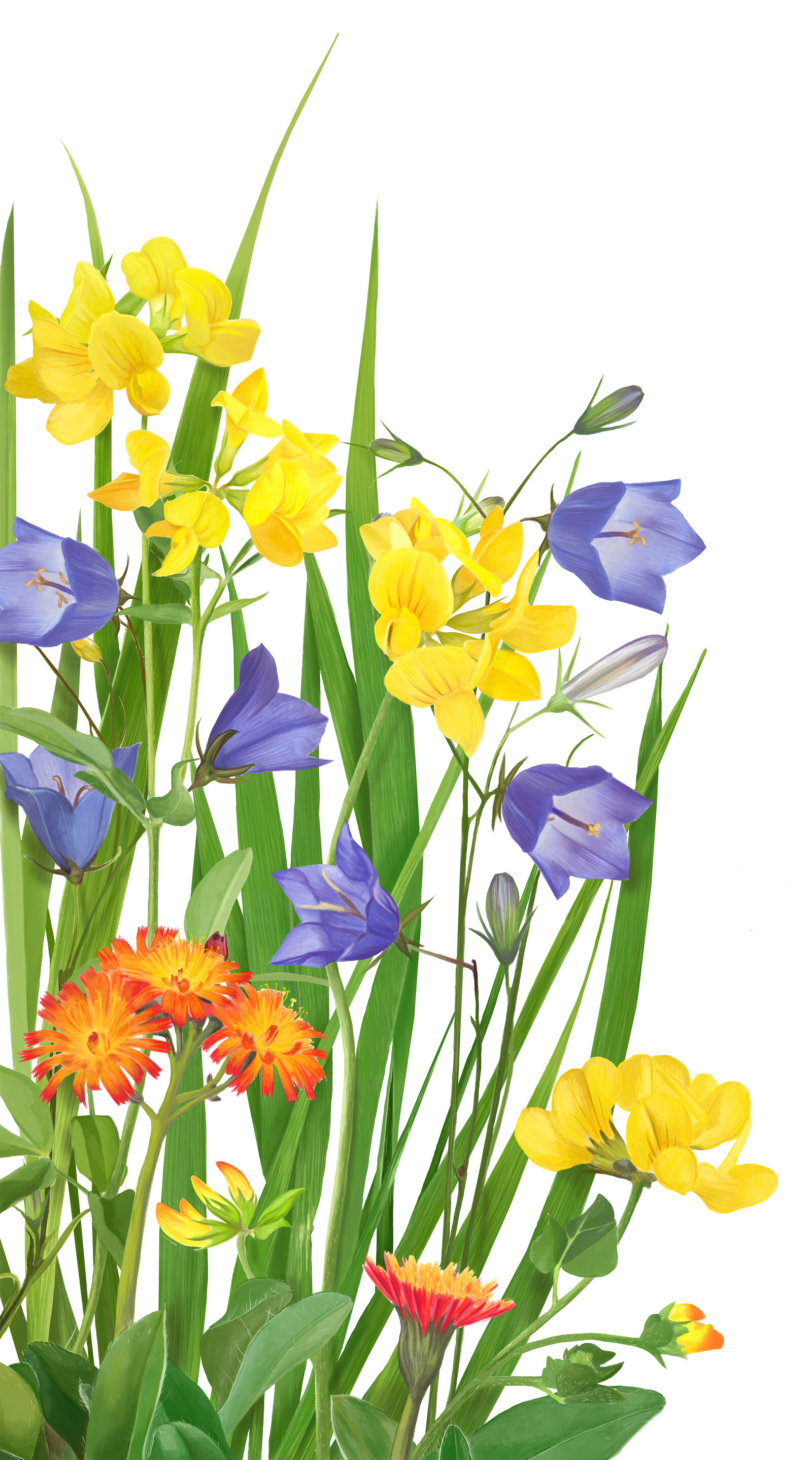 oculus-illustration-pflanzenillustration-hauert-verpackungsdesign-wildblumen-4