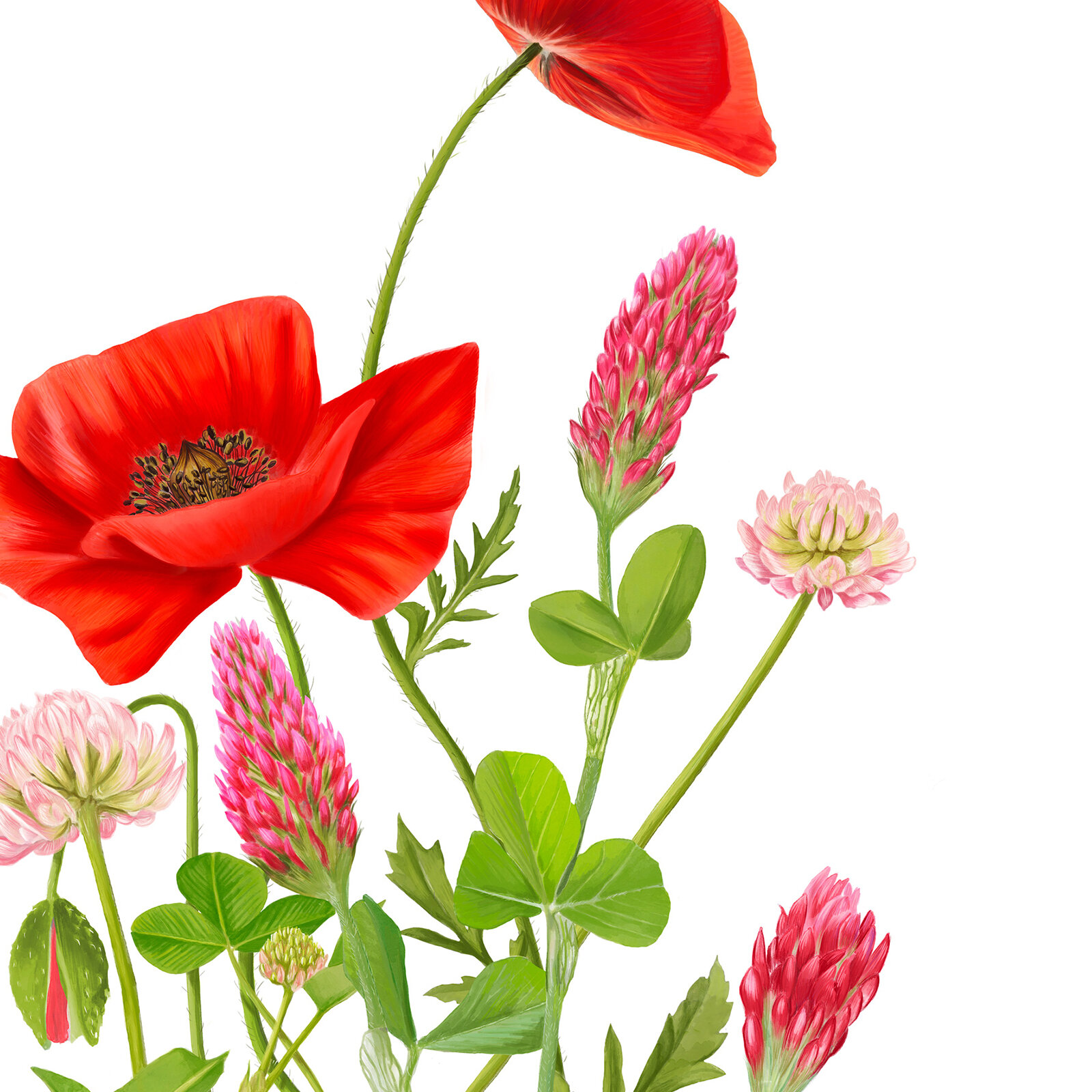 Botanische Illustrationen