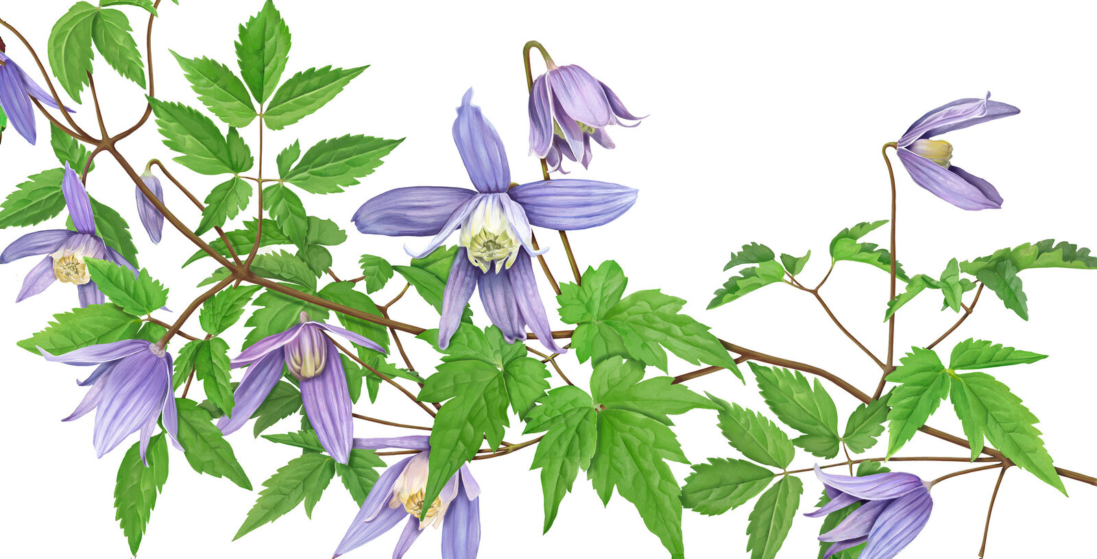 oculus-illustration-pflanzenillustration-neujahrskarte-clematis