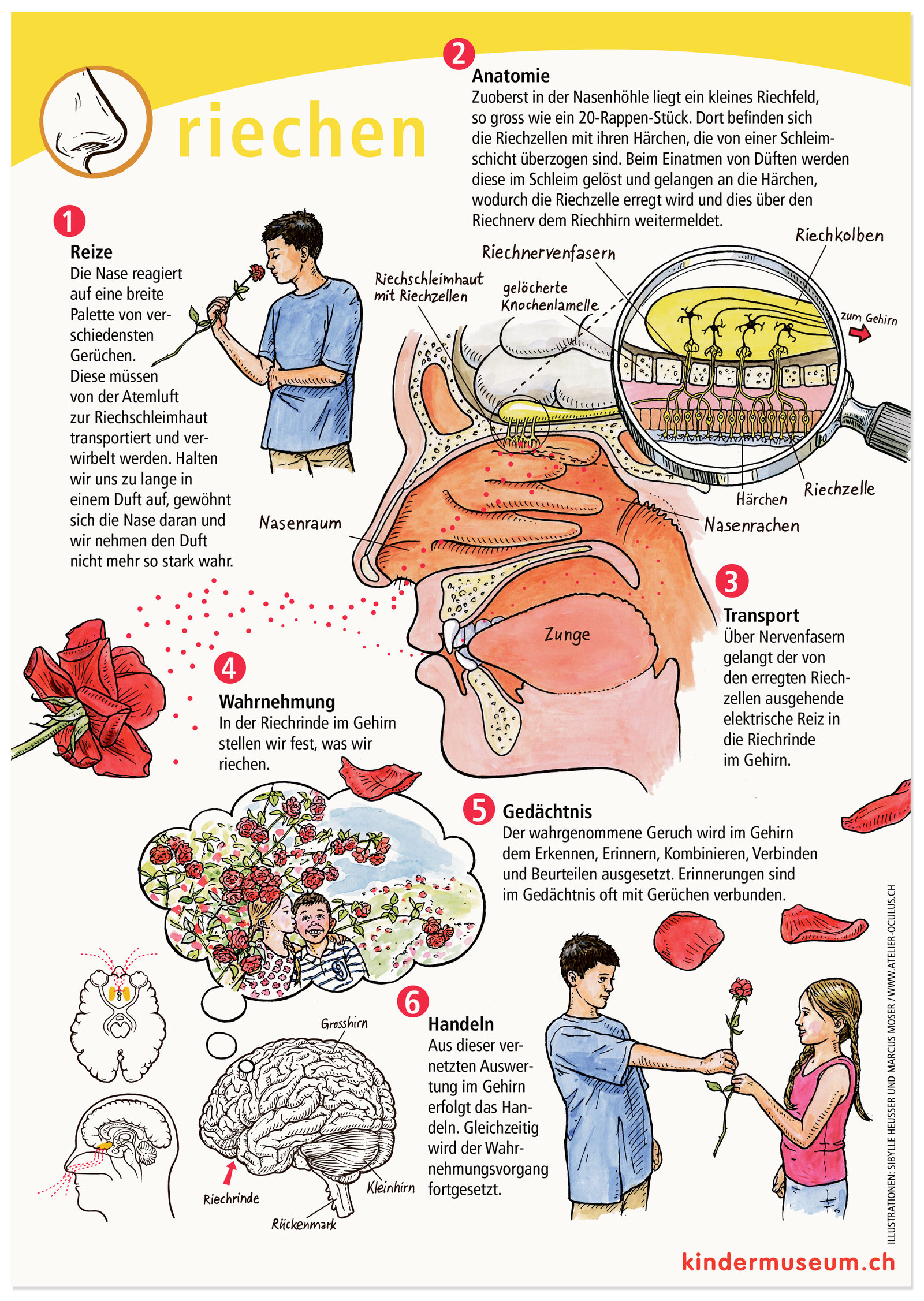 oculus-illustration-plakat-wahrnehmung-riechen