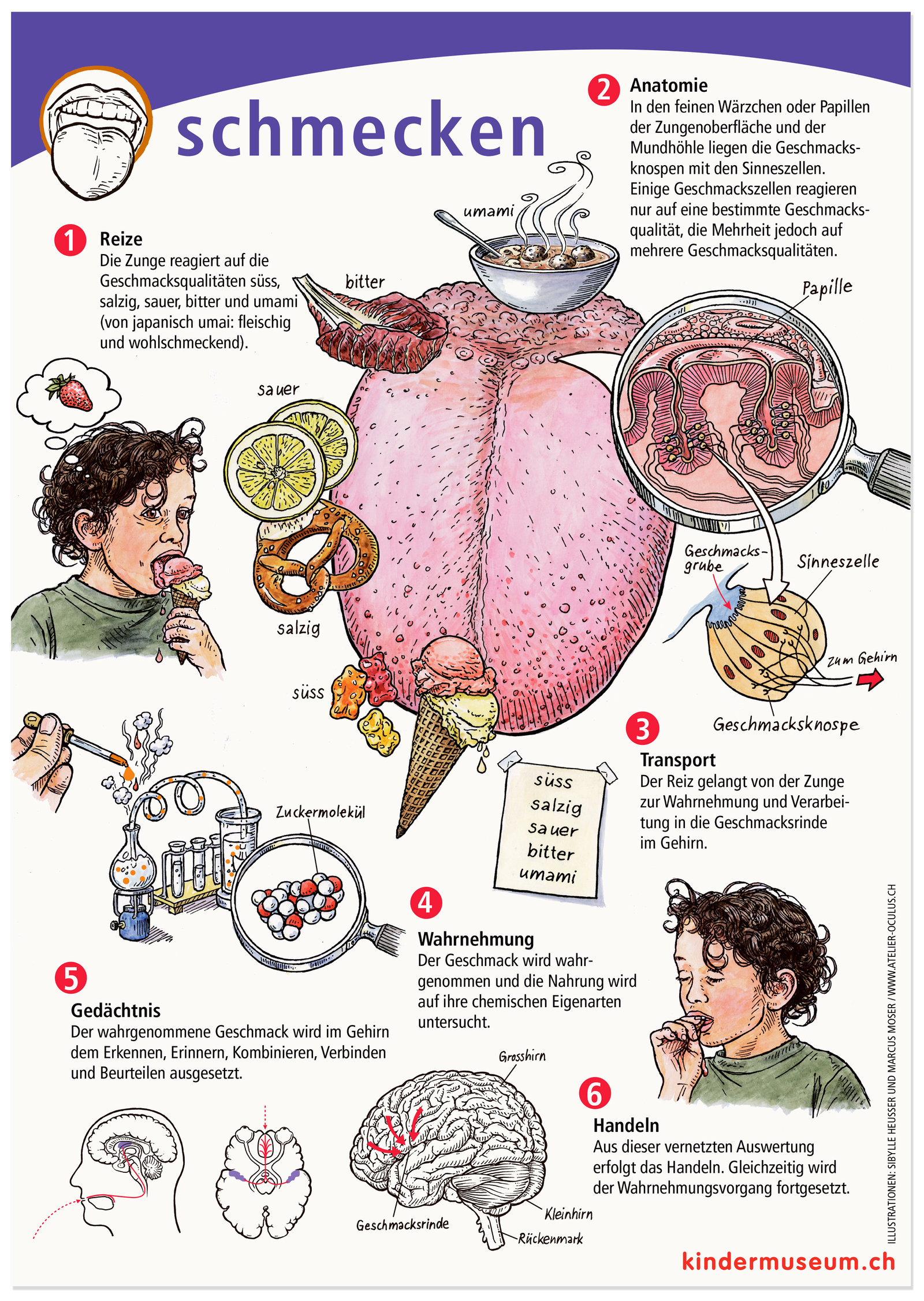 oculus-illustration-plakat-wahrnehmung-schmecken