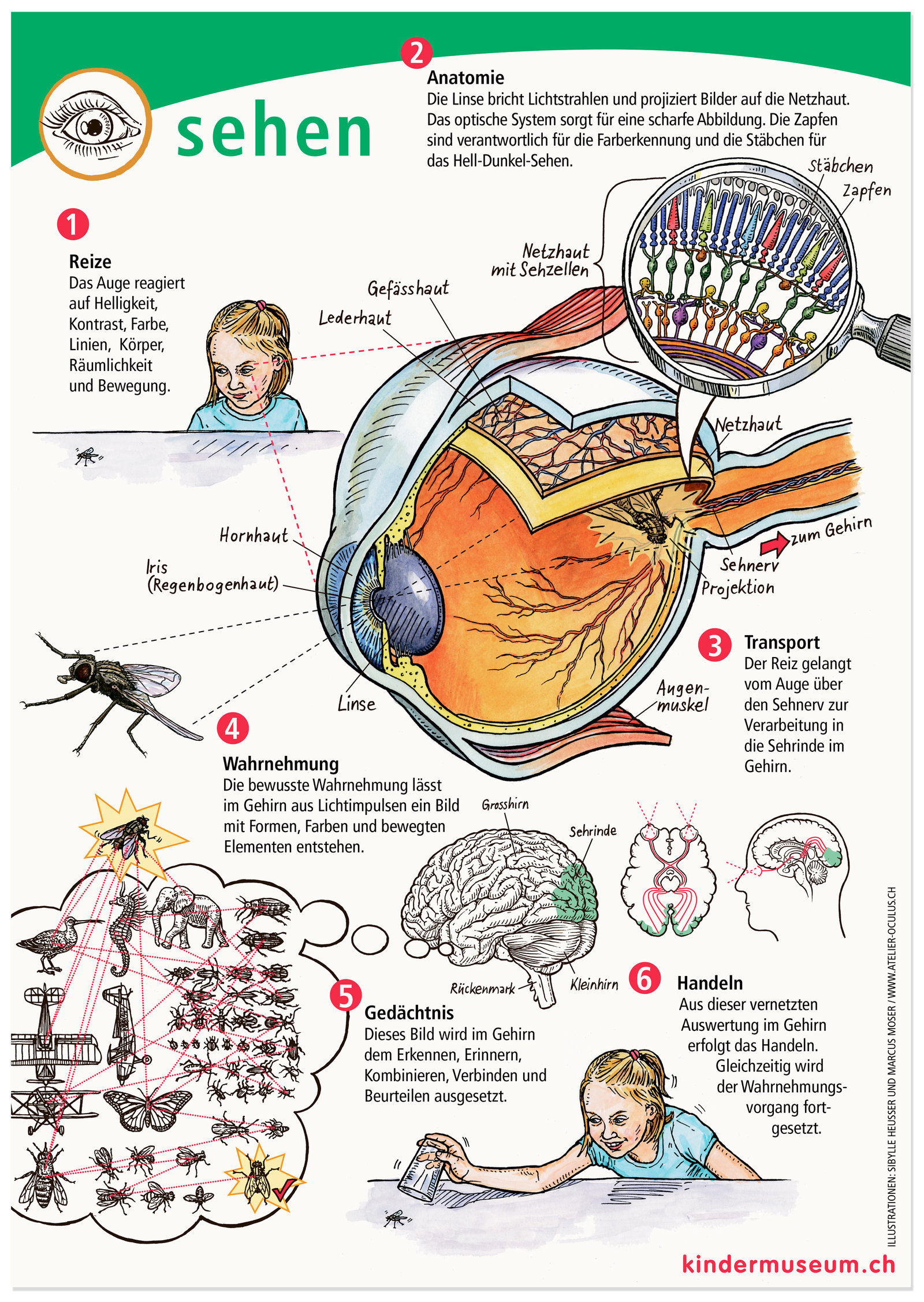 oculus-illustration-plakat-wahrnehmung-sehen
