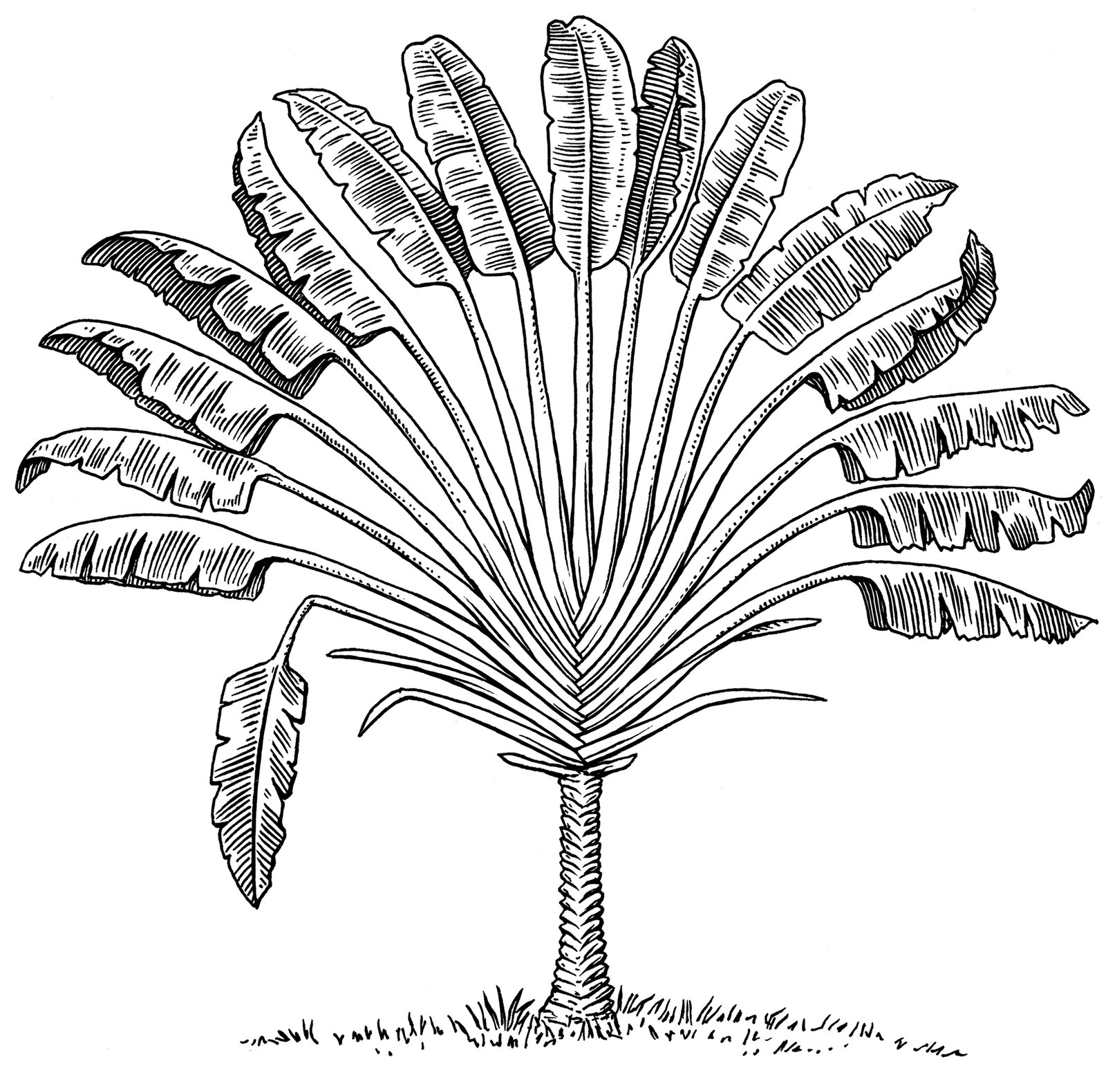 oculus-illustration-schraffur-tusche-fantree