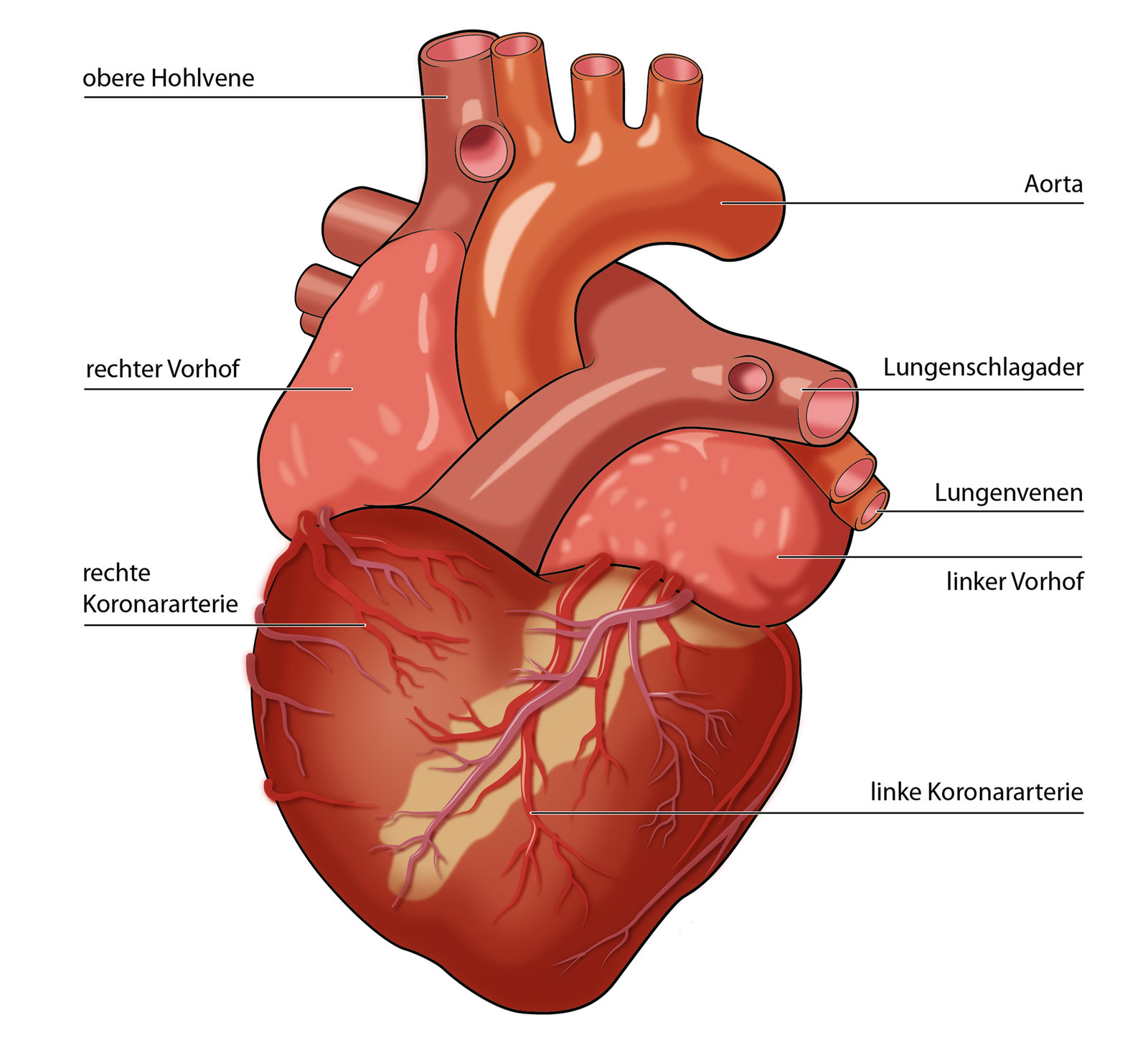 oculus-illustration-spital-herz-kardiologie-anatomie