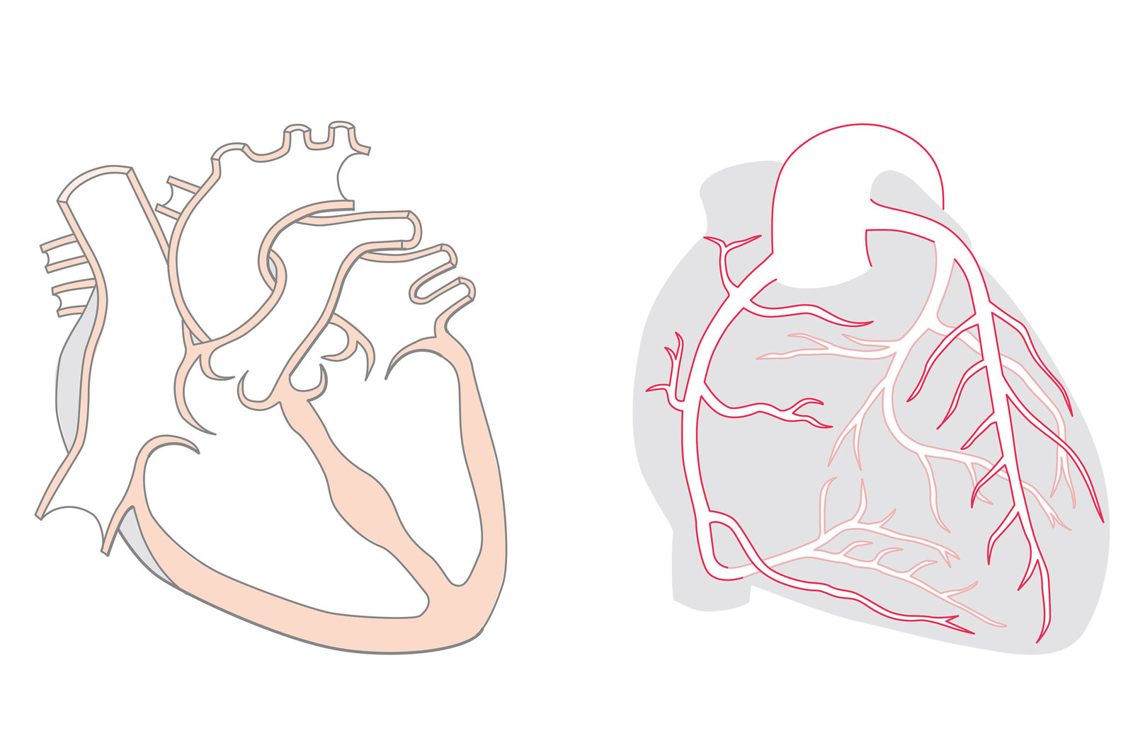 oculus-illustration-spital-herz-kardiologie-koronaren-schnitt