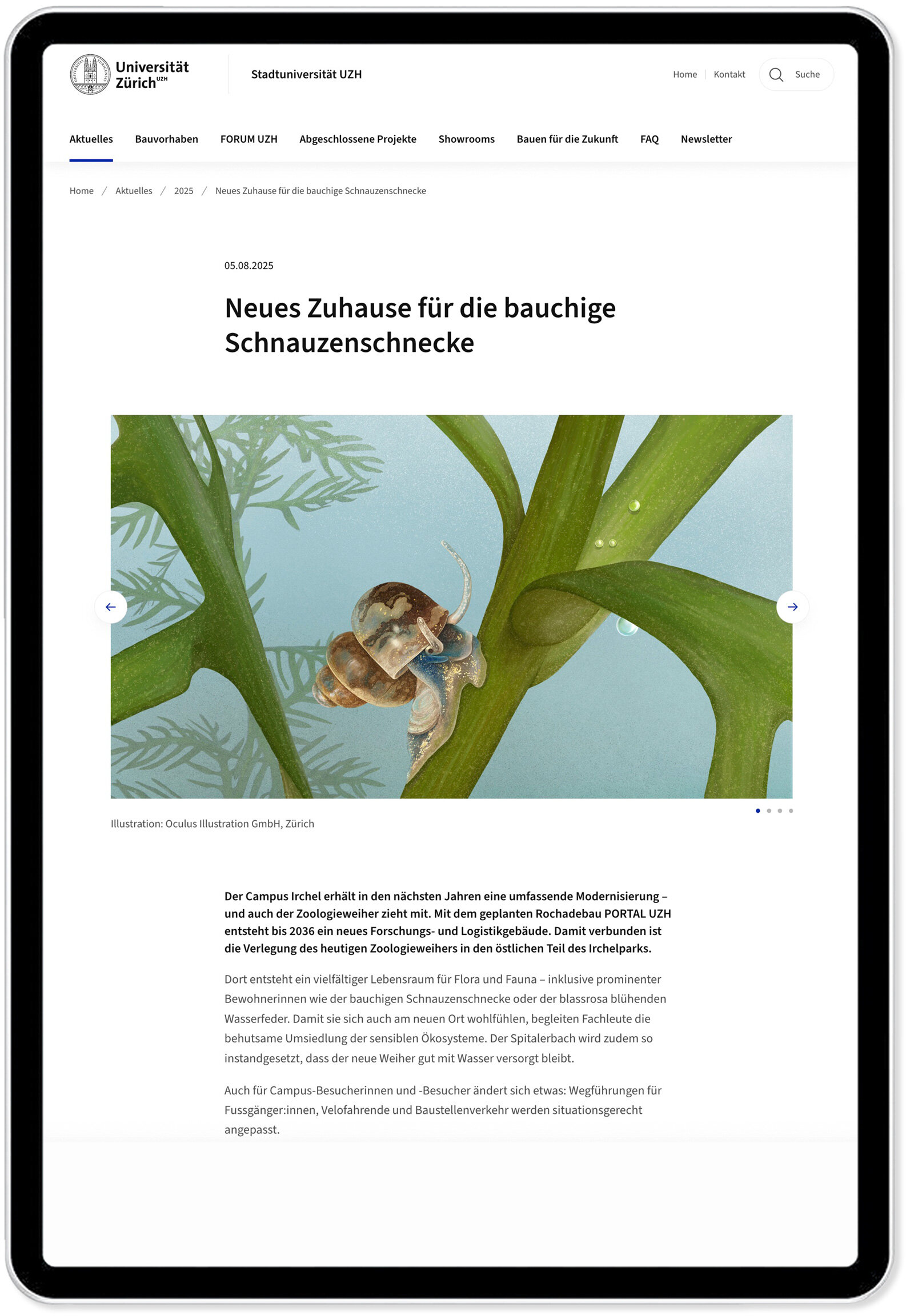 oculus-illustration-uzh-irchelpark-bauchige-schnauzenschnecke-screen
