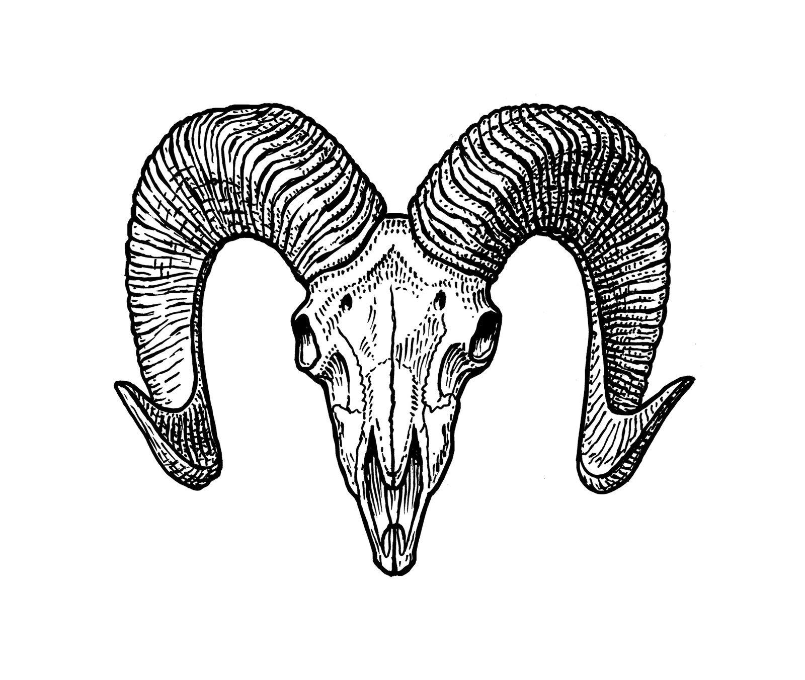 oculus-illustration-widderkopf-schaedel