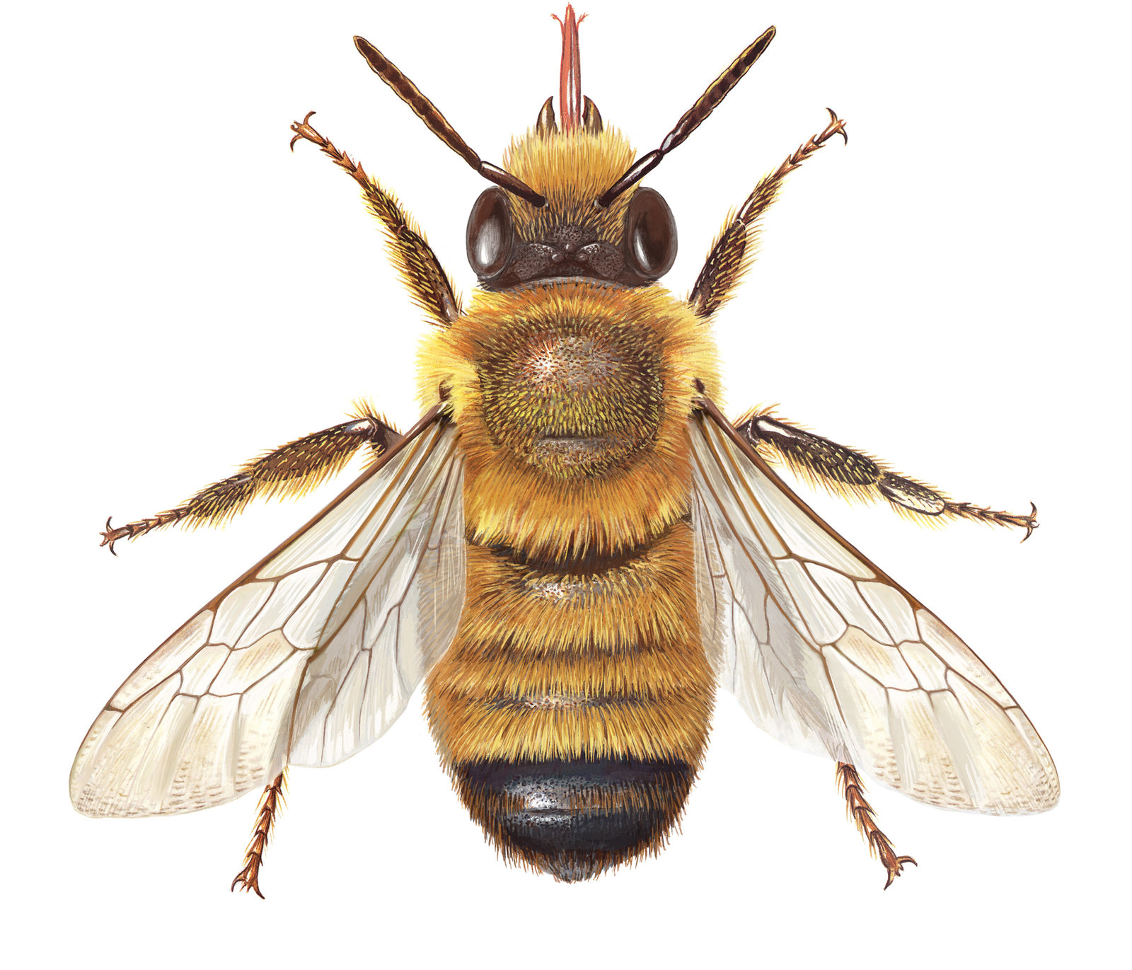oculus-illustration-wildbiene-megachile-parietina
