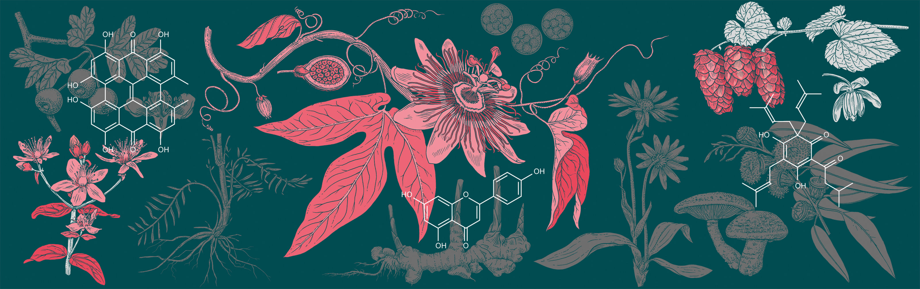 oculus-illustration-banner-heilpflanzen-wirkstoffe-01