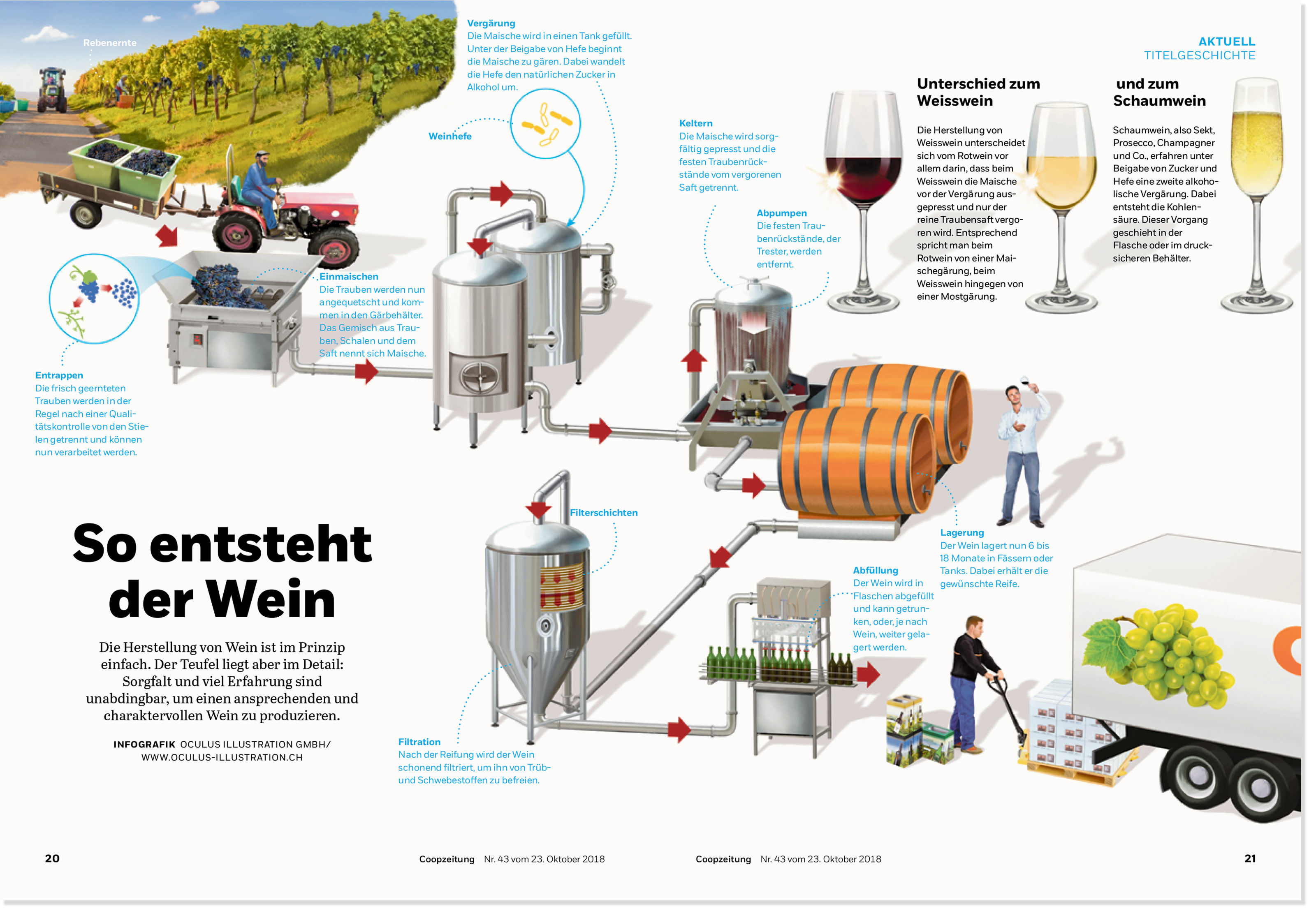 oculus-illustration-coopzeitung-infografik-wein-herstellung