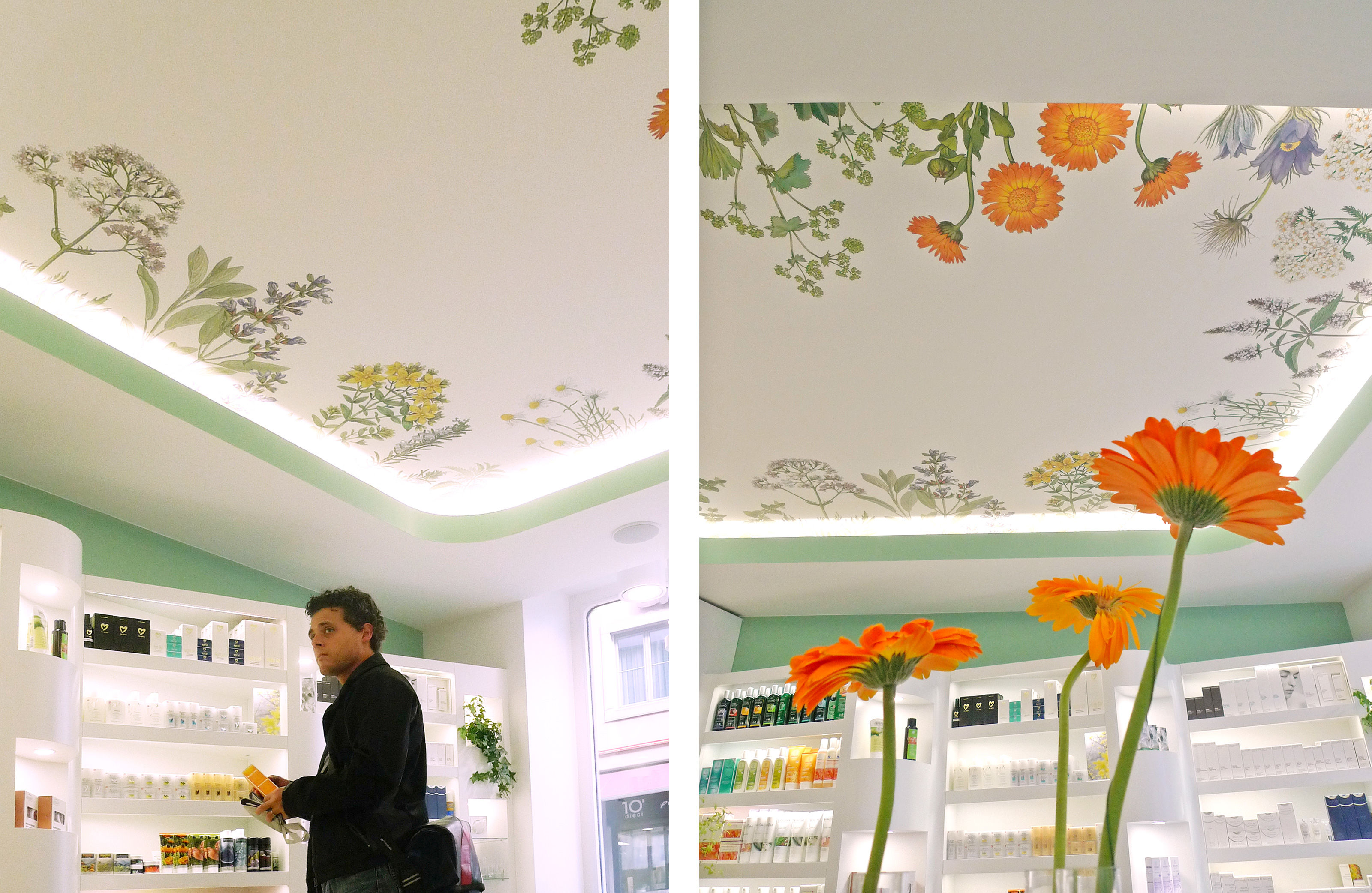 oculus-illustration-heilpflanzen-apotheke-interieur-2