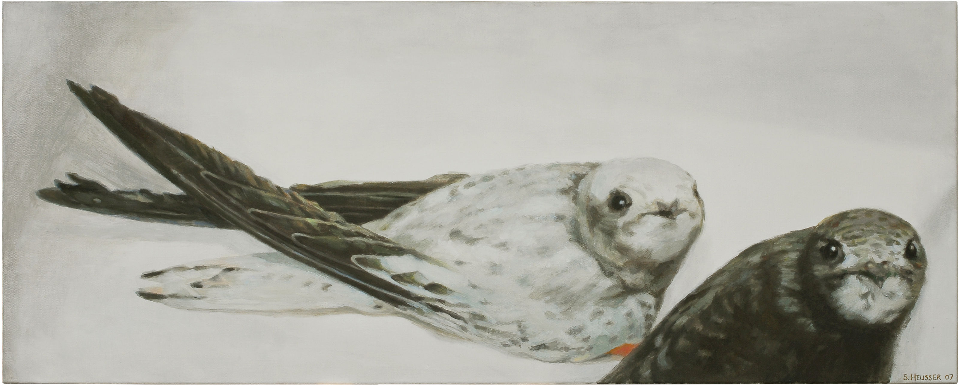 oculus-illustration-heusser-malerei-animals-mauersegler