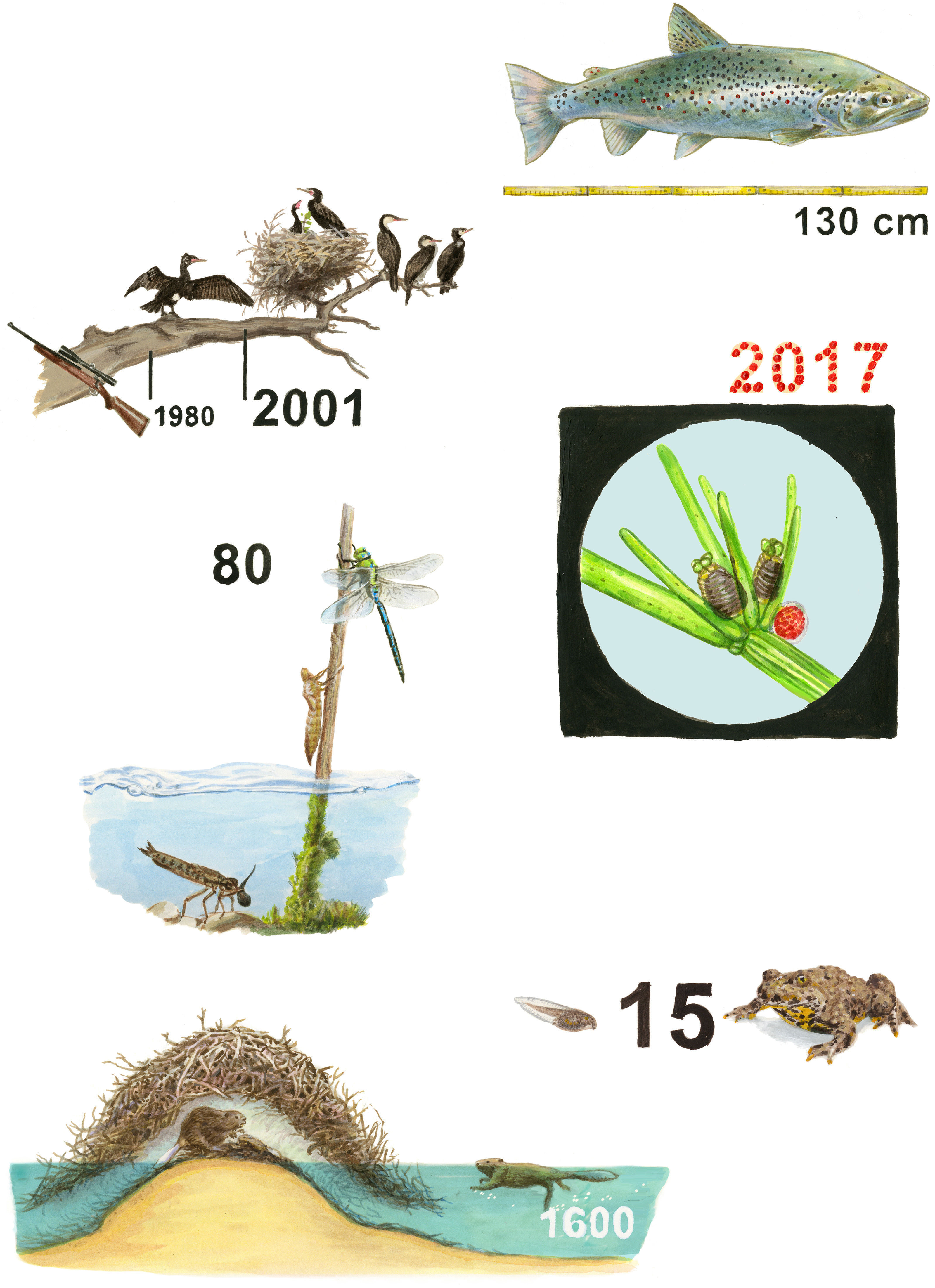 oculus-illustration-infografik-gewaesser-flora-fauna