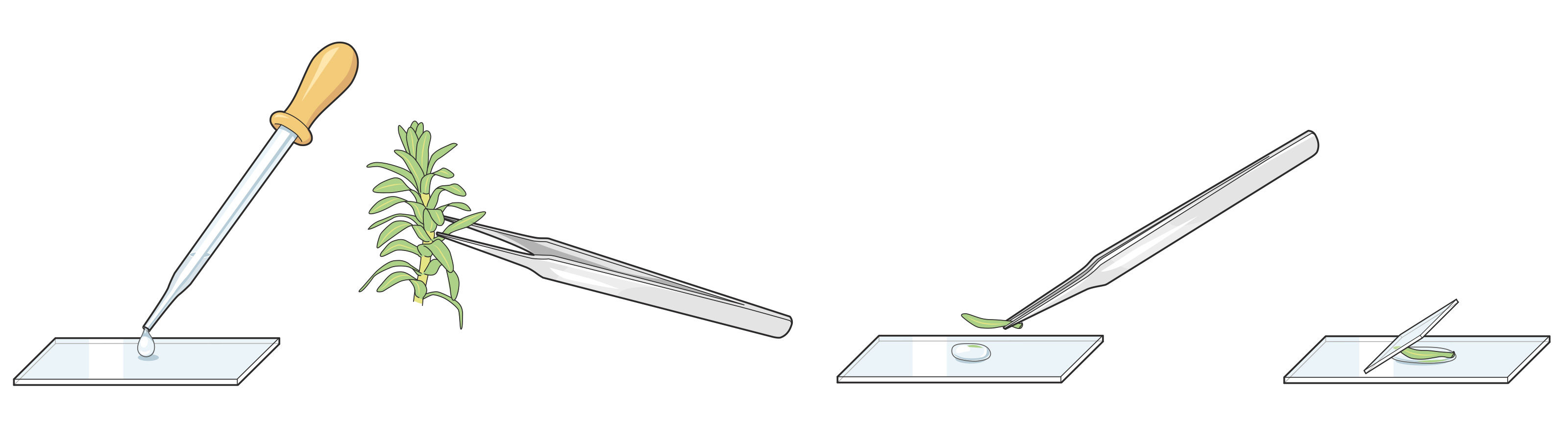 oculus-illustration-lehrmittel-natur-technik-wasserpest