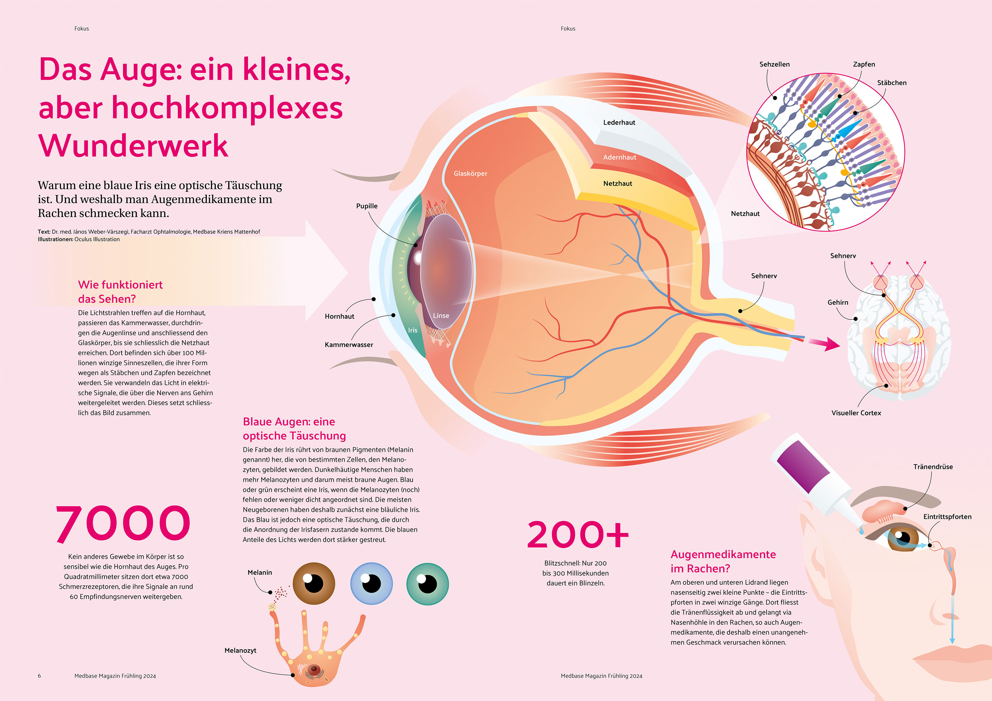 oculus-illustration-medizin-infografik-anatomie-auge