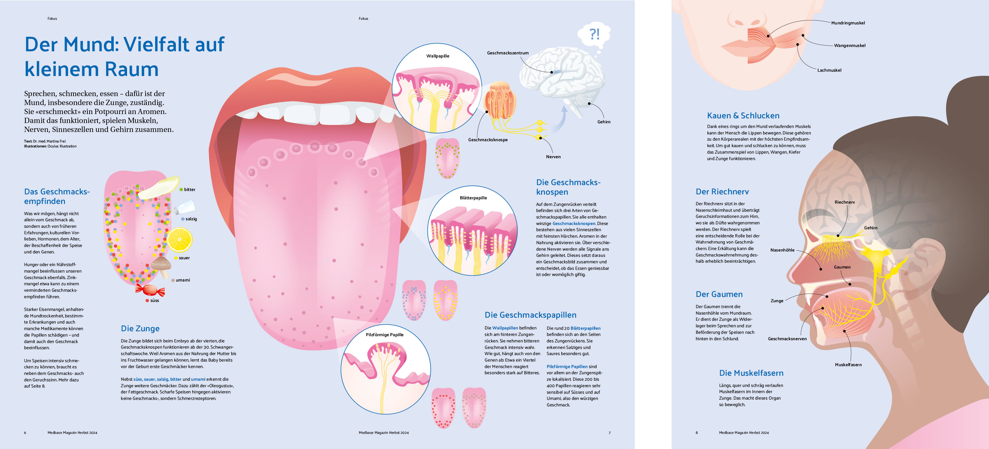 oculus-illustration-medizin-infografik-anatomie-mund